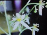 cPICT00959indexchlorophytumcomosumjun69spiderplantfoord