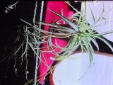 cPICT00961indexchlorophytumelatumvariegatum0788spiderplantfoord