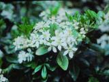 cPICT00966indexchoisyaternatamay85mexicanorangeblossomfoord
