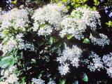 cPICT00970indexchoisyaternatajun83mexicanorangeblossomfoord