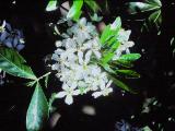 cPICT00971indexchoisyaternatamay85mexicanorangeblossomfoord