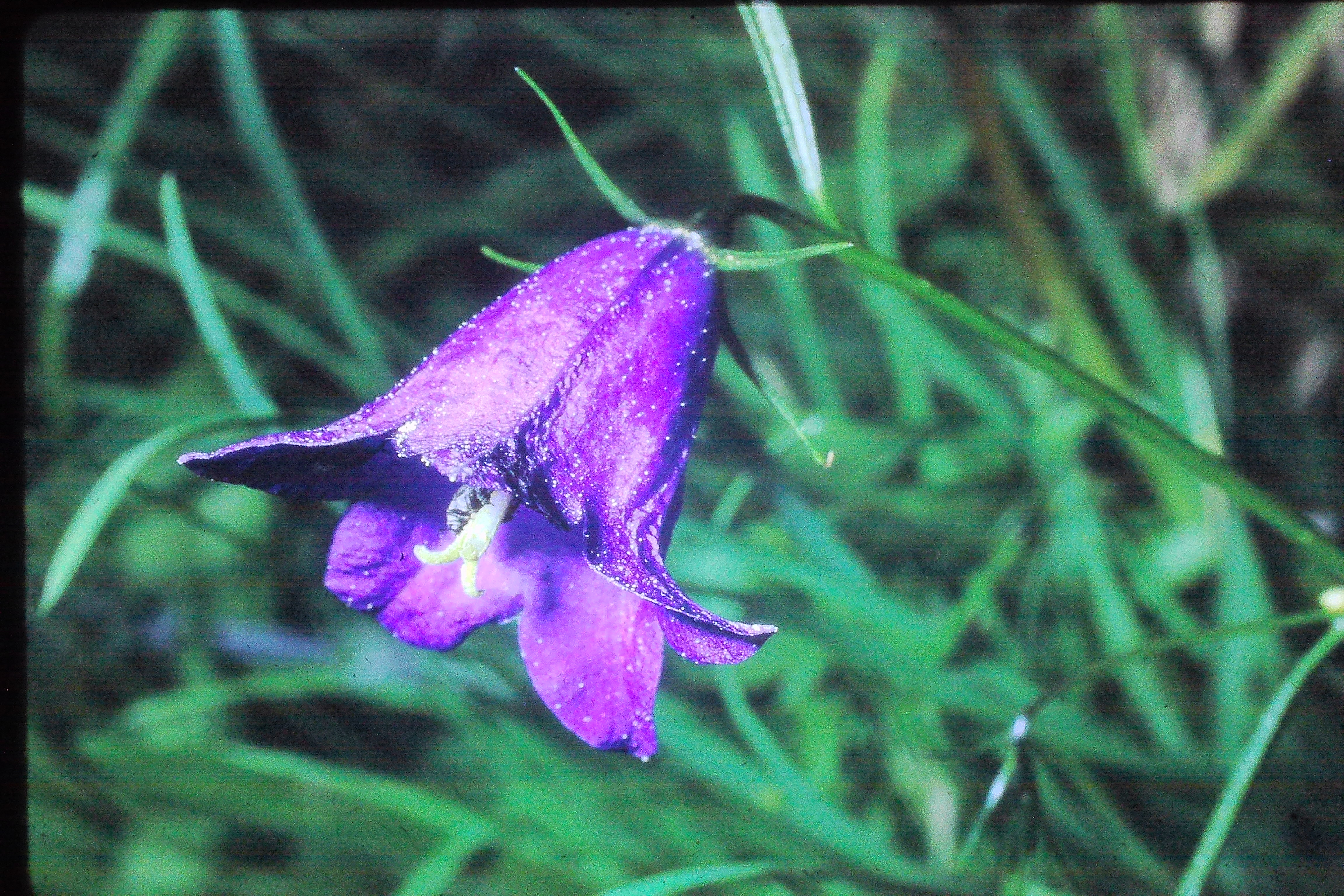 campanulalinarifolia17571inliechensteinPICT00810a
