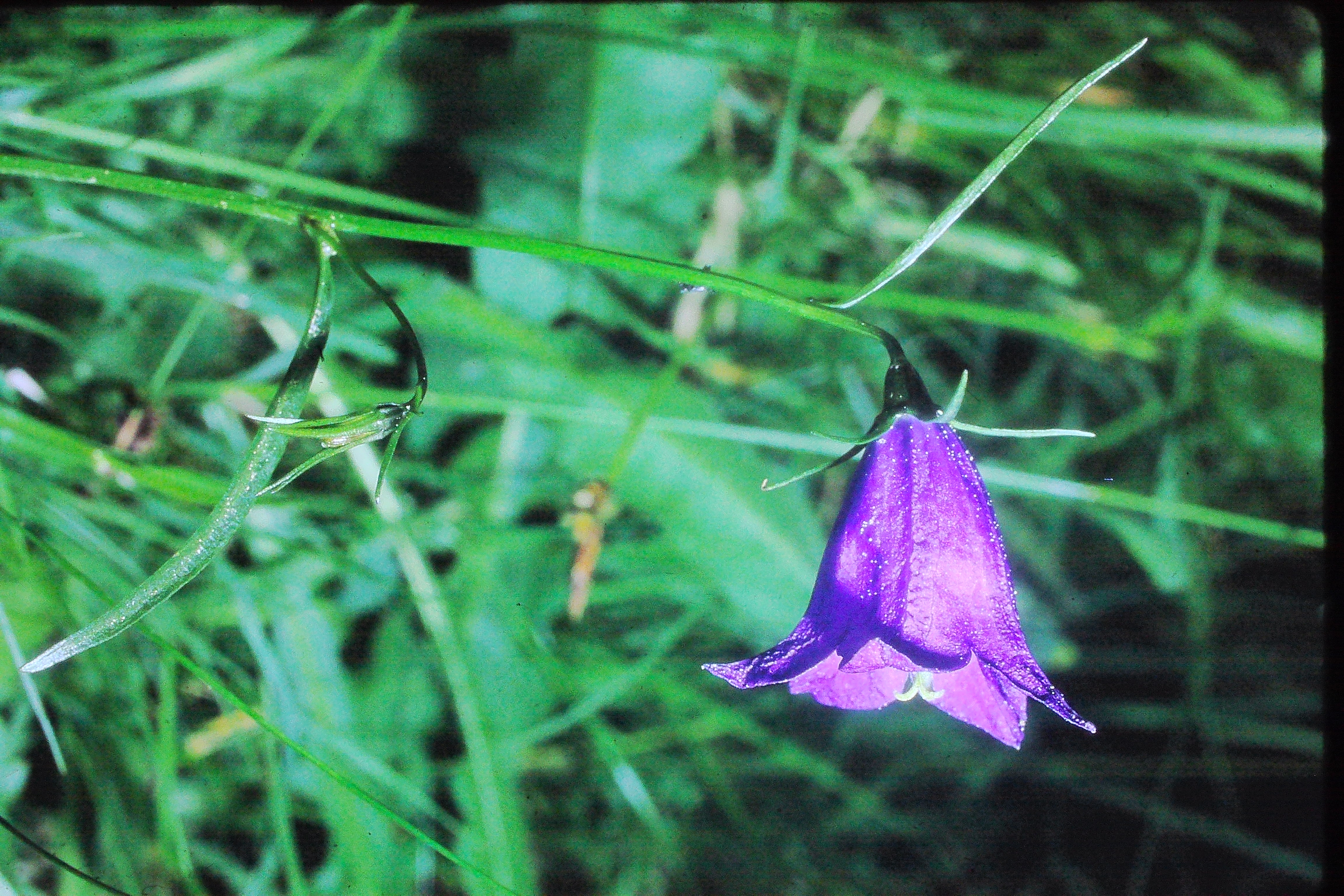 campanulalinarifolia17571inliechensteinPICT00811a