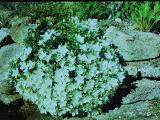 campanulaisophyllaaug71PICT00803