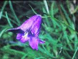 campanulalinarifolia17571inliechensteinPICT00810