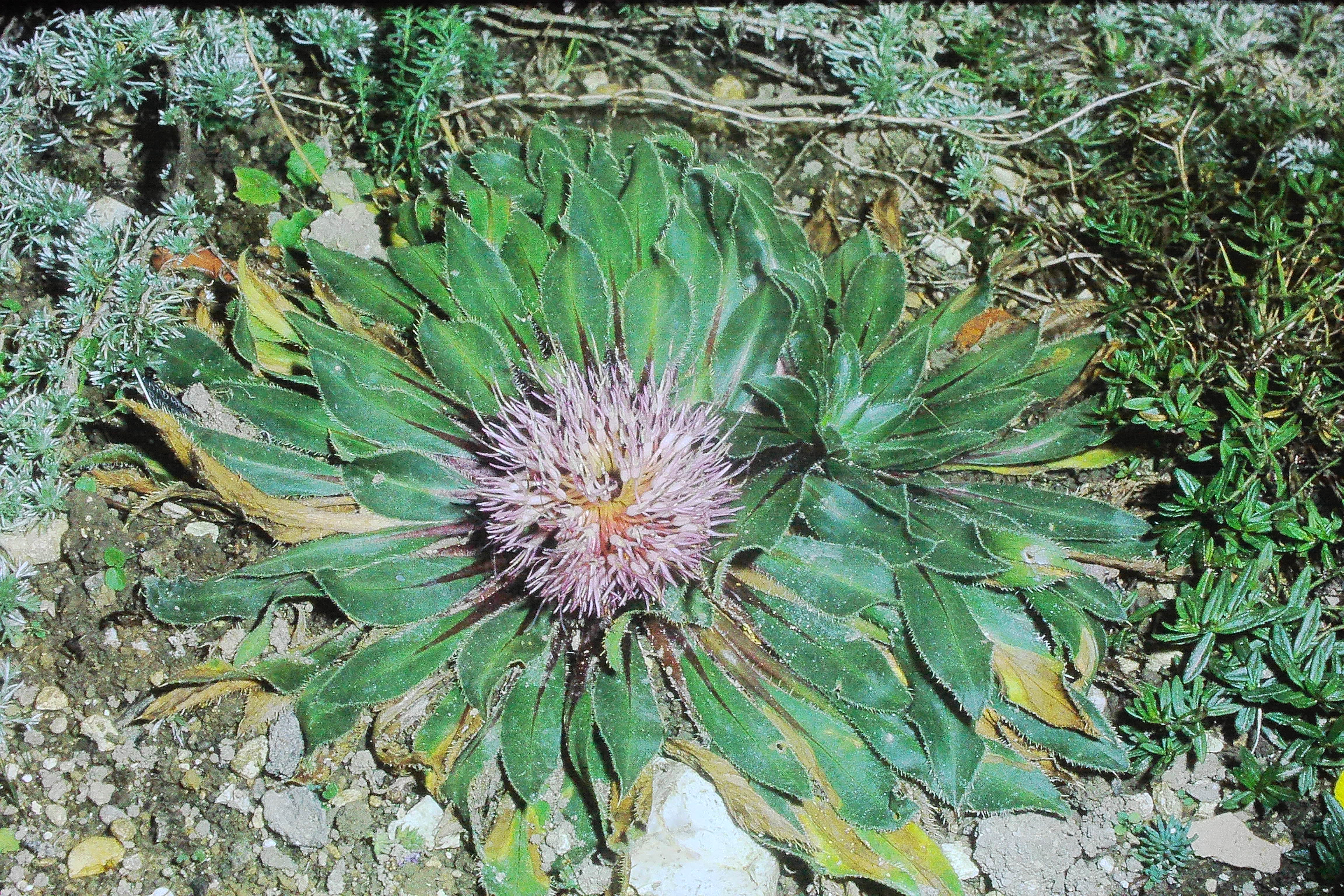 carduncellusrhaponticoidesoct71PICT00832a