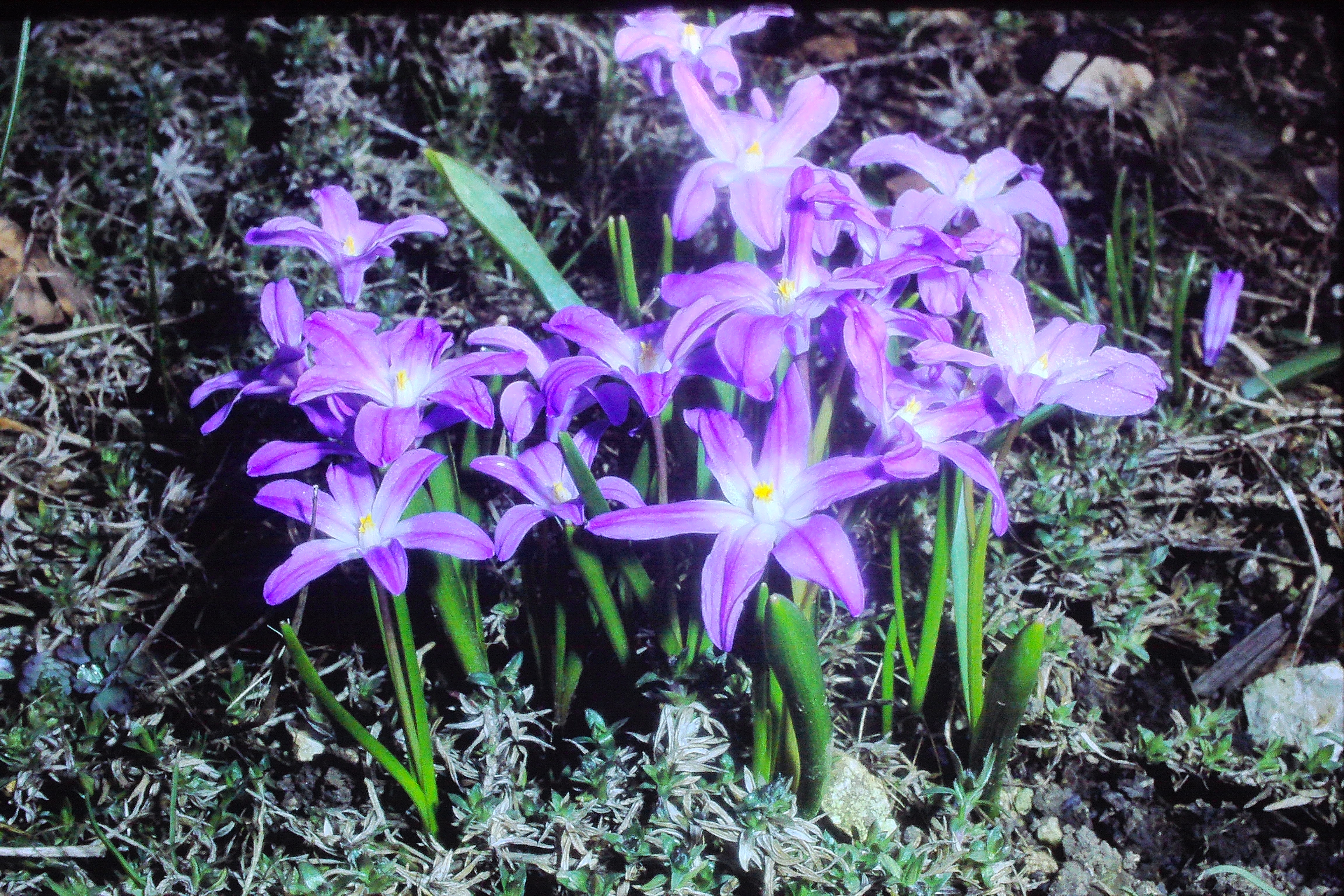 chionodoxalucillaeapr79PICT00952a