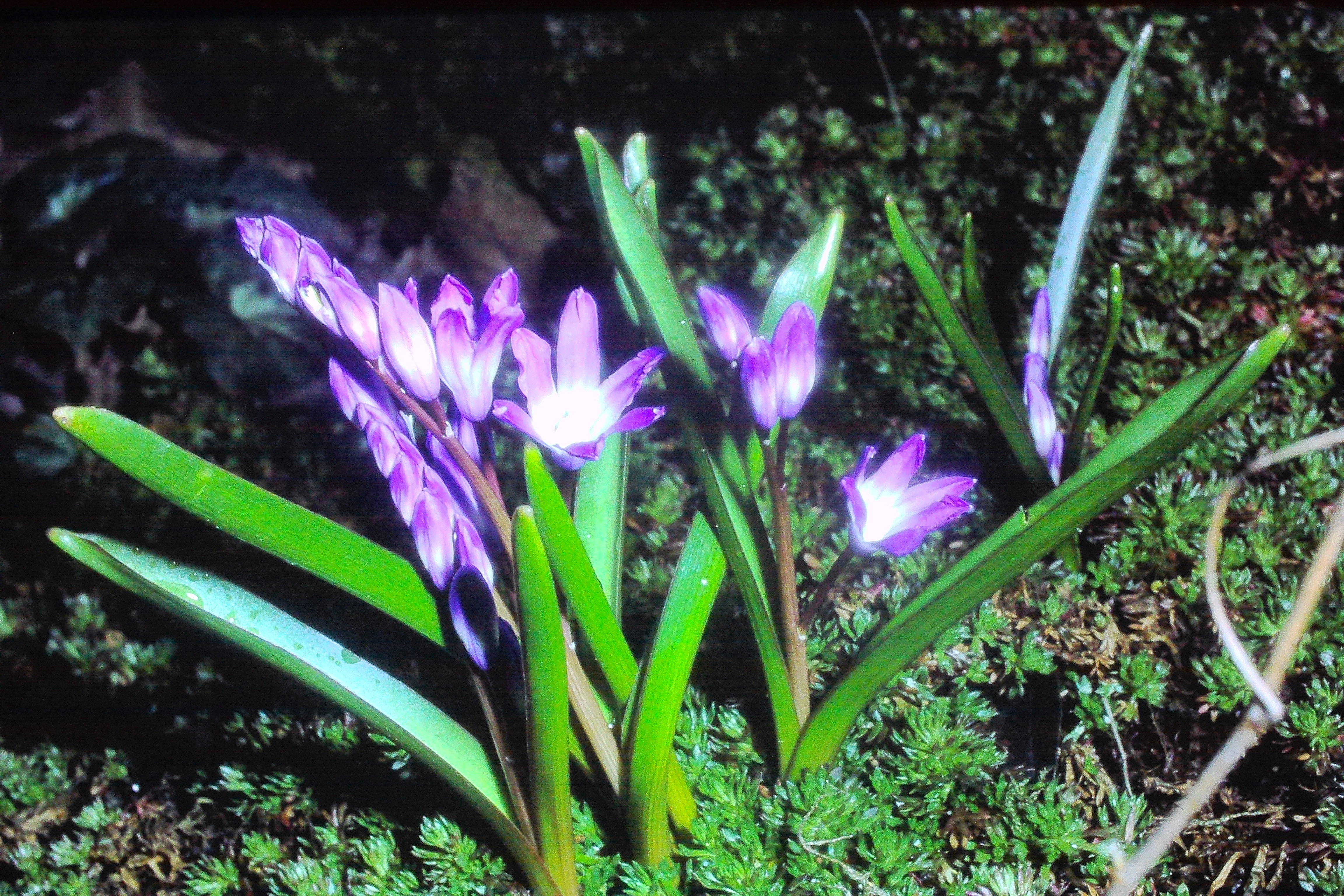 chionodoxalucillaeapr79PICT00956a