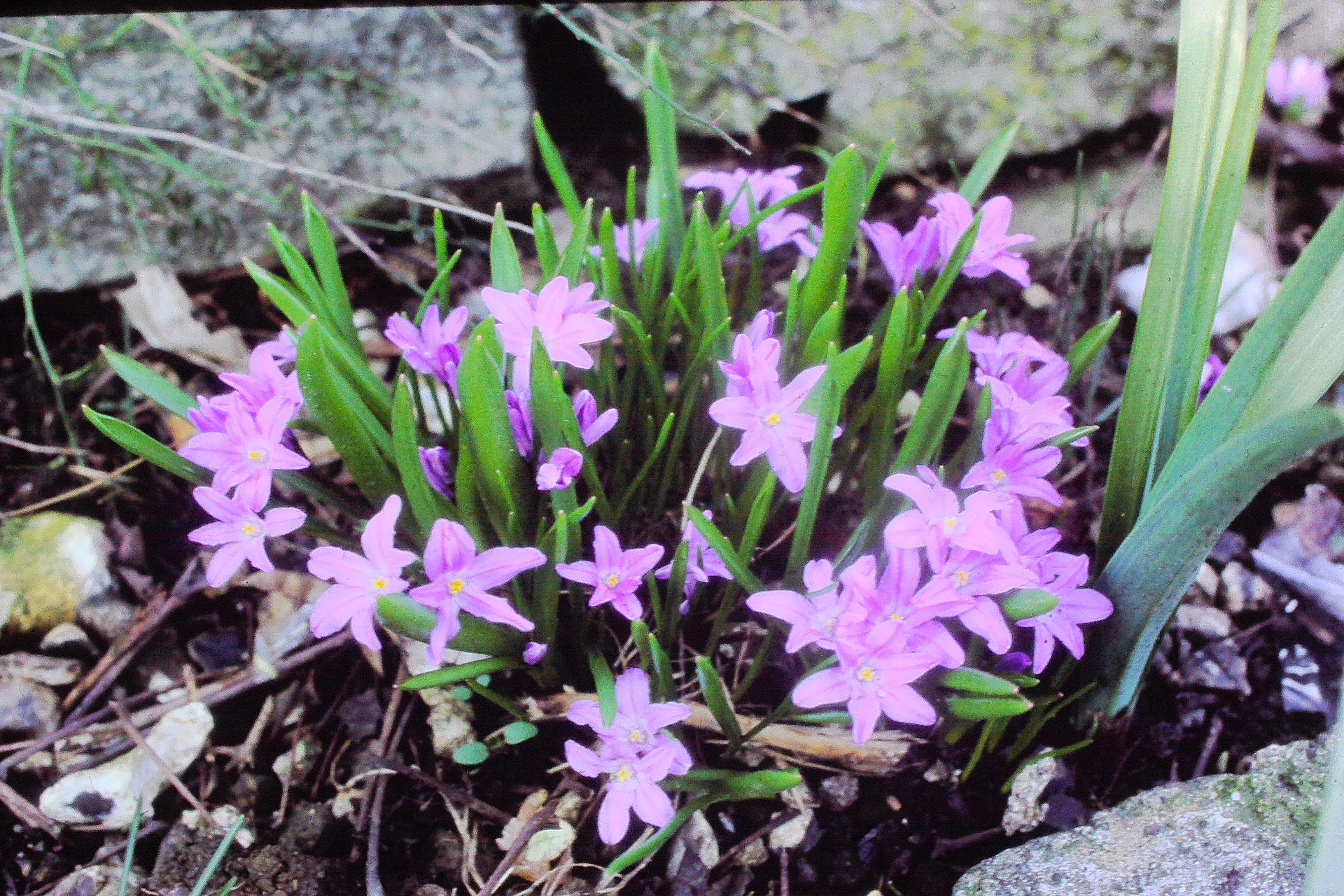 chionodoxasardensismay84PICT00957a