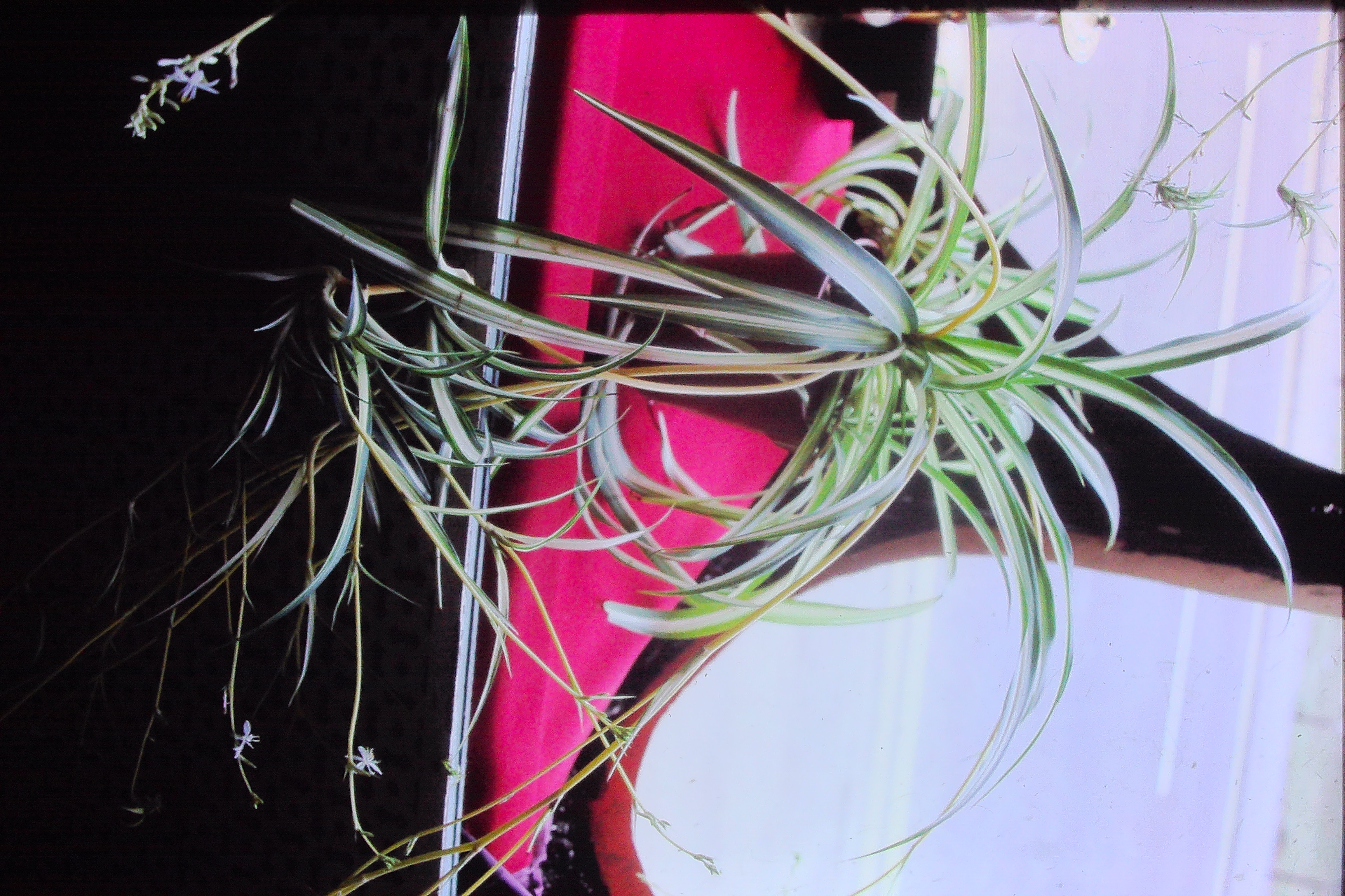 chlorophytumelatumvariegatum0788spiderplantPICT00961a