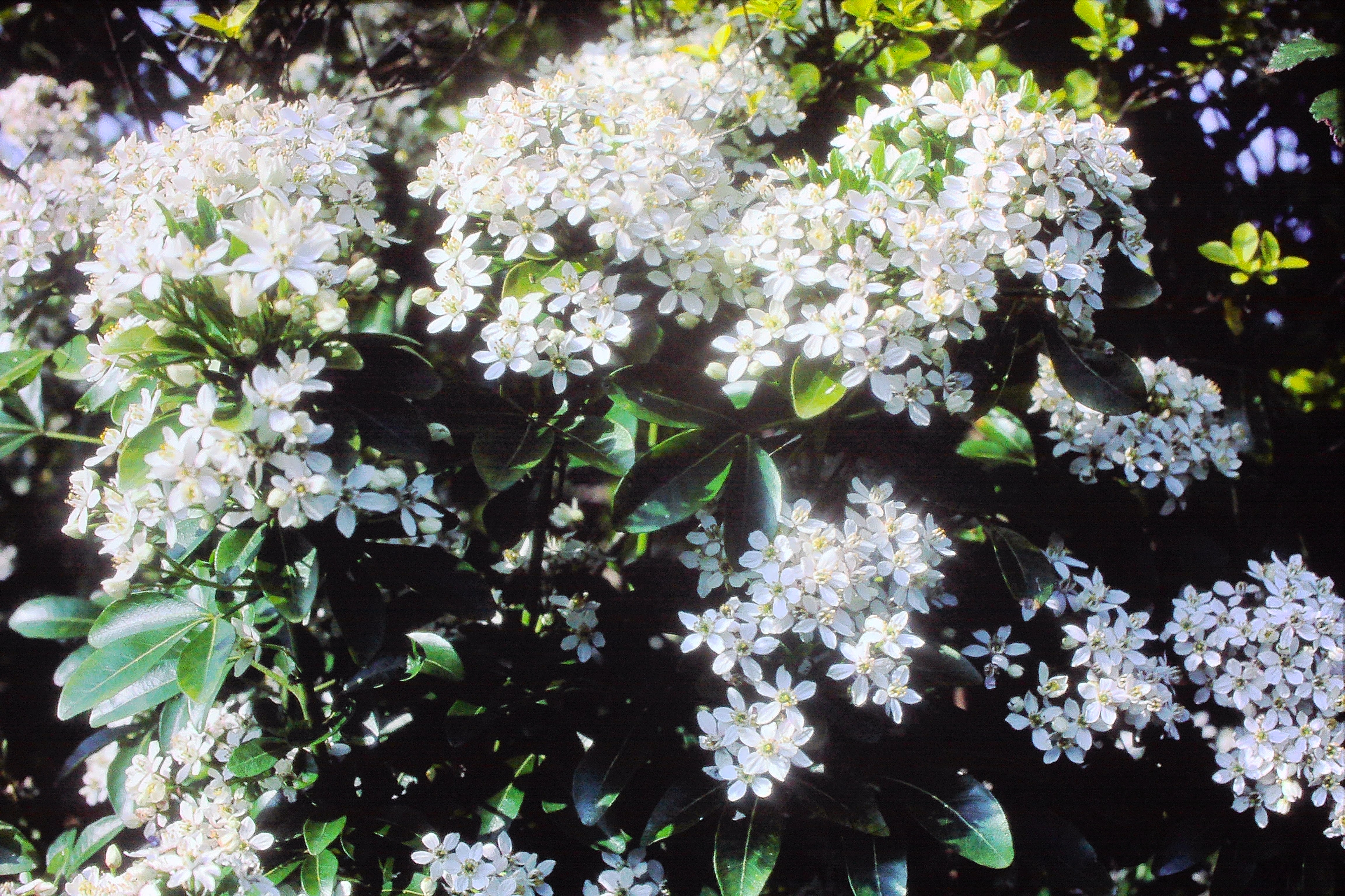 choisyaternatajun83mexicanorangeblossomPICT00970a