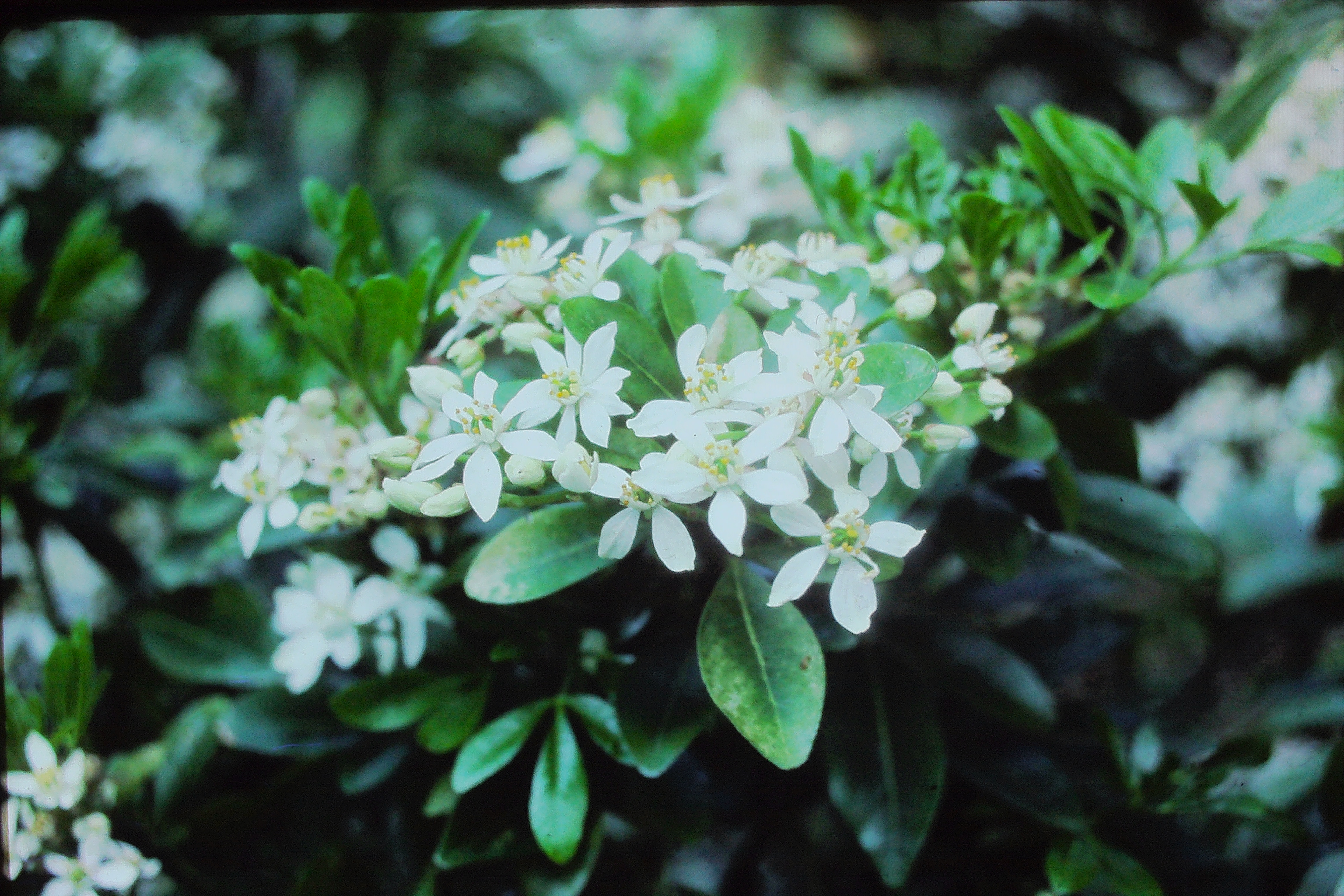 choisyaternatamay85mexicanorangeblossomPICT00966a