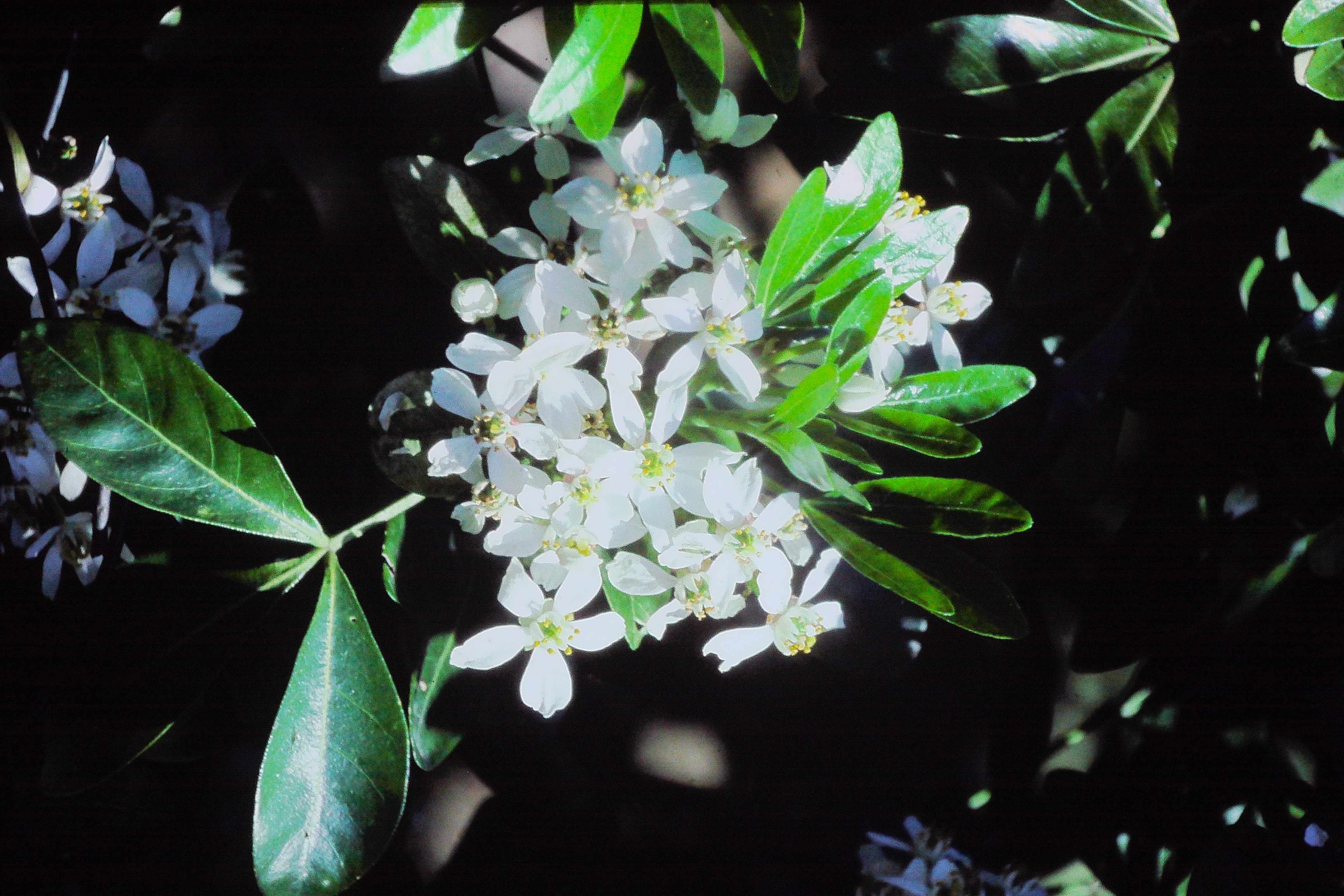 choisyaternatamay85mexicanorangeblossomPICT00971a