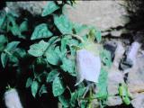 cPICT01086indexcodonopsisclematideaaug70foord