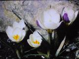 cPICT01268indexcrocusbluebirdapr70foord