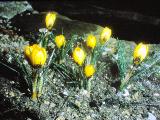 cPICT01286indexcrocuschrysanthuseabowlesmar70foord
