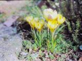 cPICT01295indexcrocuschrysanthussaturnusmar85foord