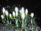 cPICT01298indexcrocuschrysanthussnowbuntingmar70foord