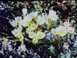 cPICT01348indexcrocuschrysanthuswarleywhite0391foord