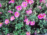 cistuspurpureusPICT01023