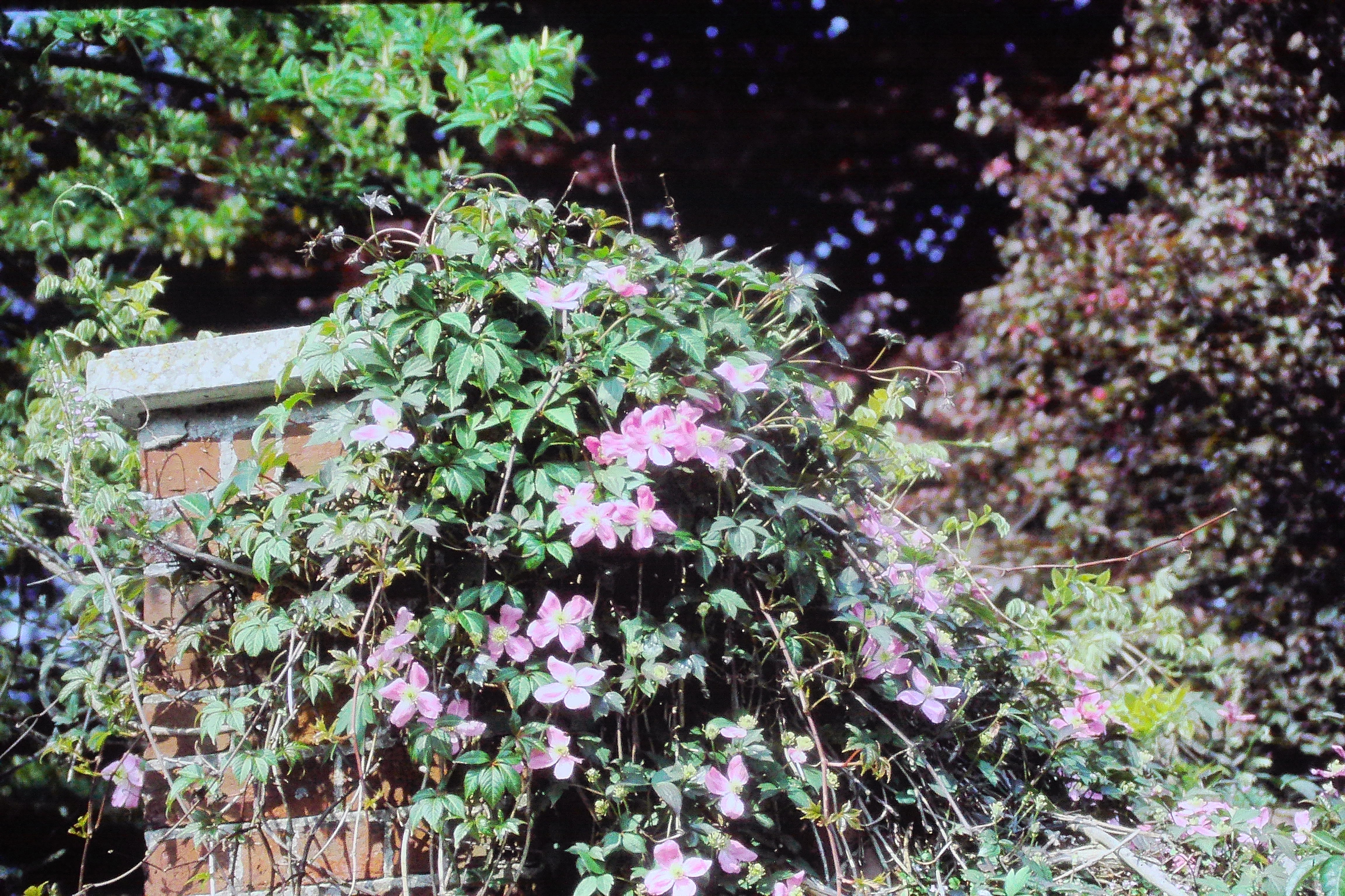 clematismontanajun84PICT01052a