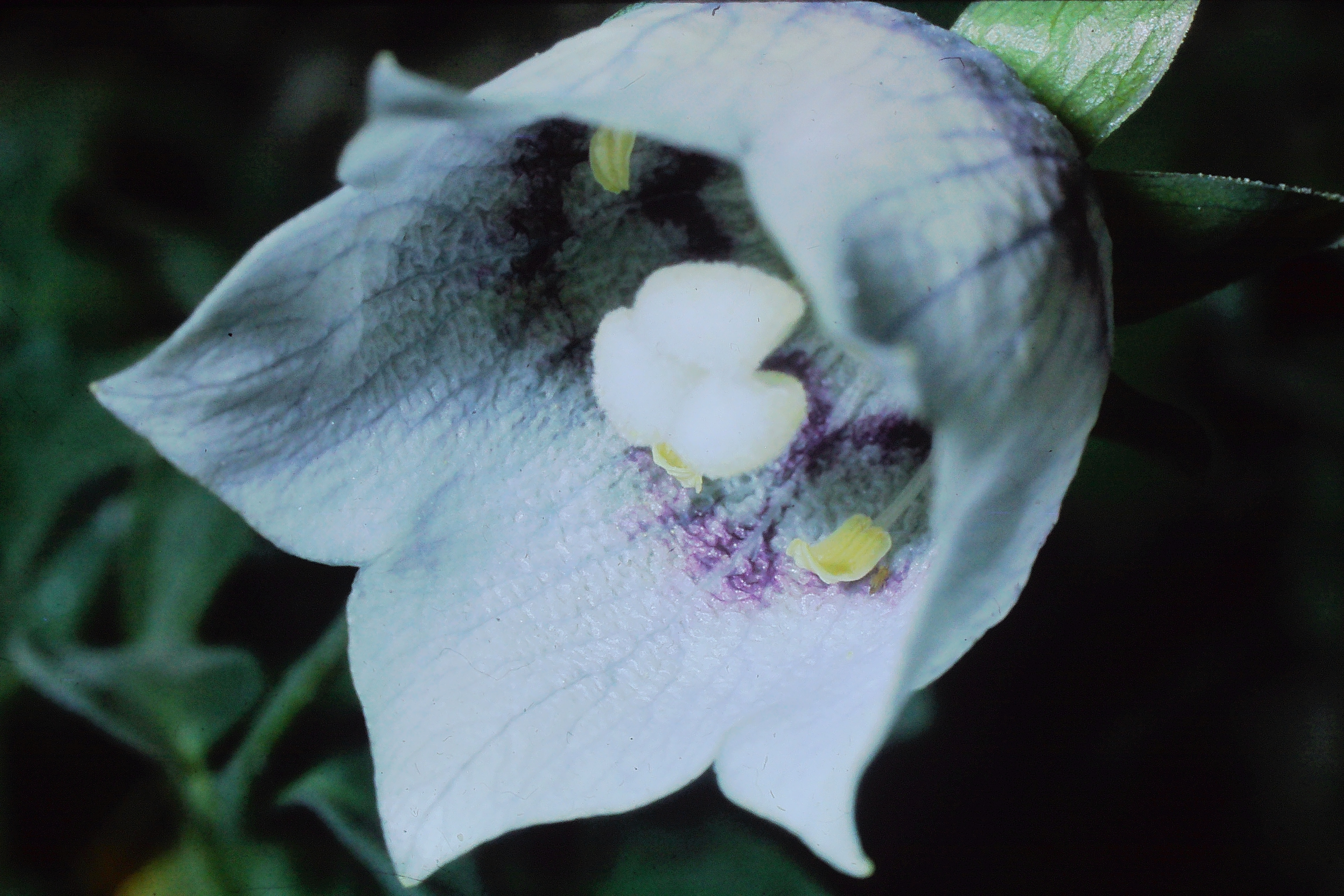 codonopsisclematideaPICT01083a