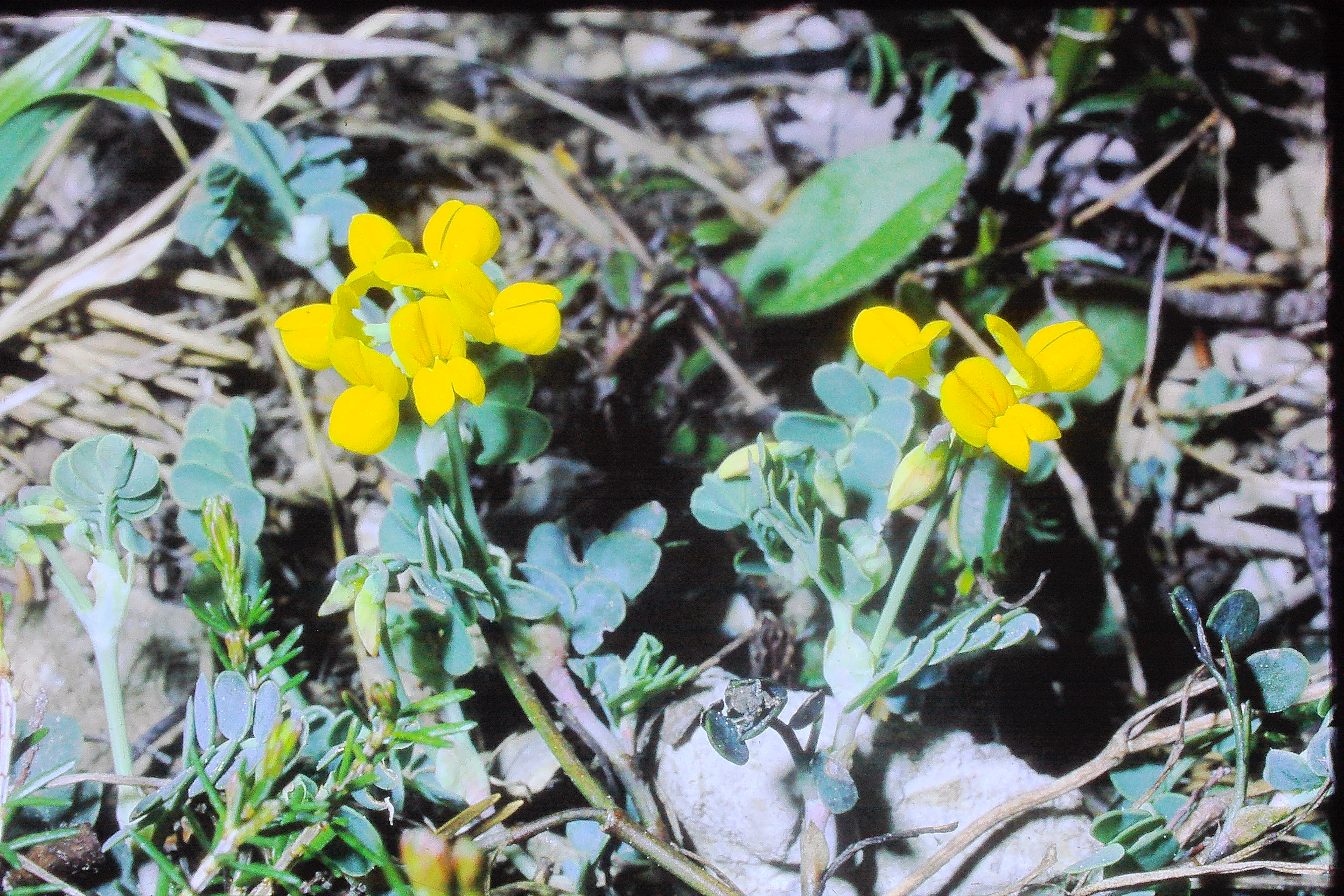 coronillavaginalis12571liechensteinPICT01185a