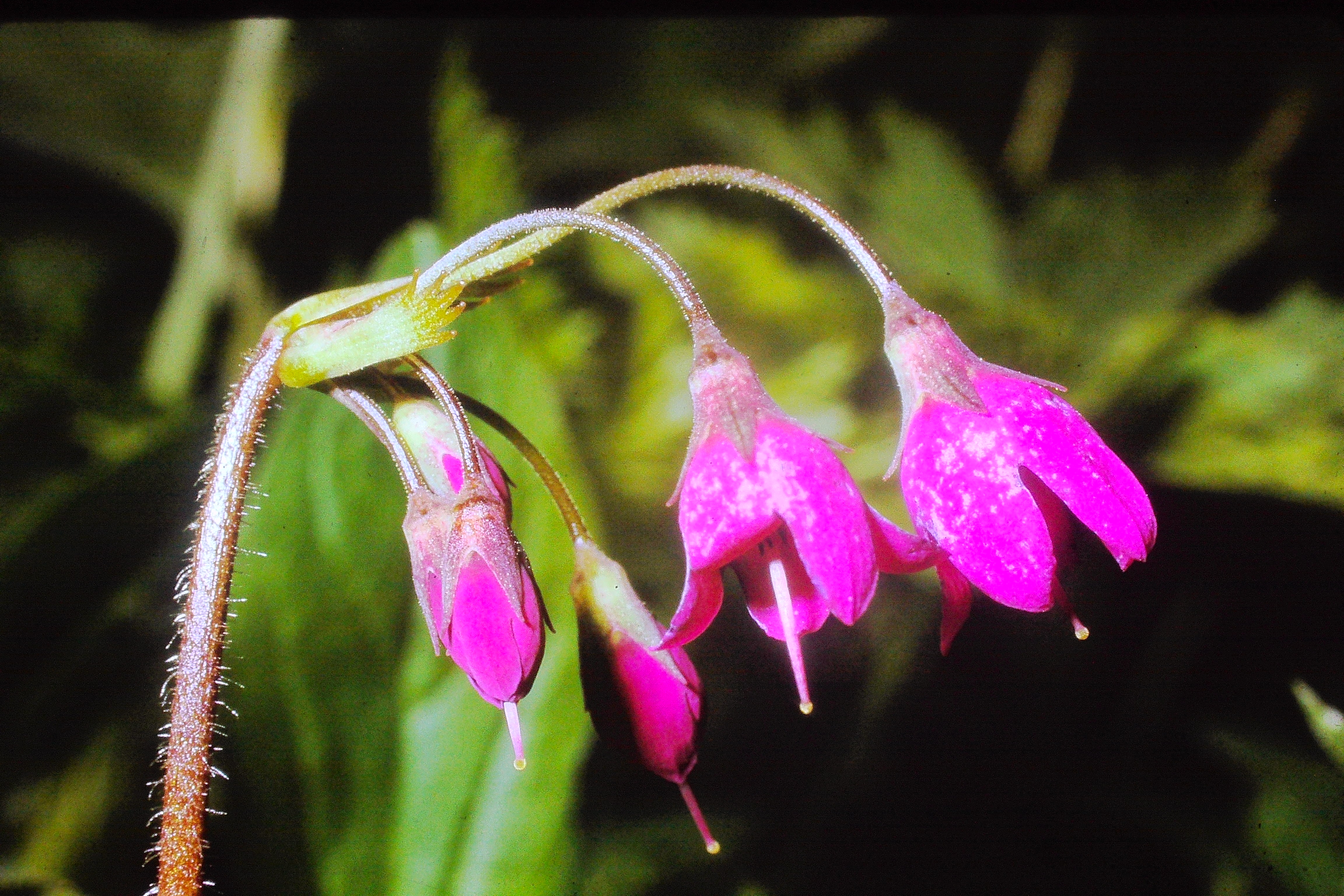 cortusamichelii15764einodsbachPICT01193a