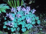 corydalissolidaPICT01236