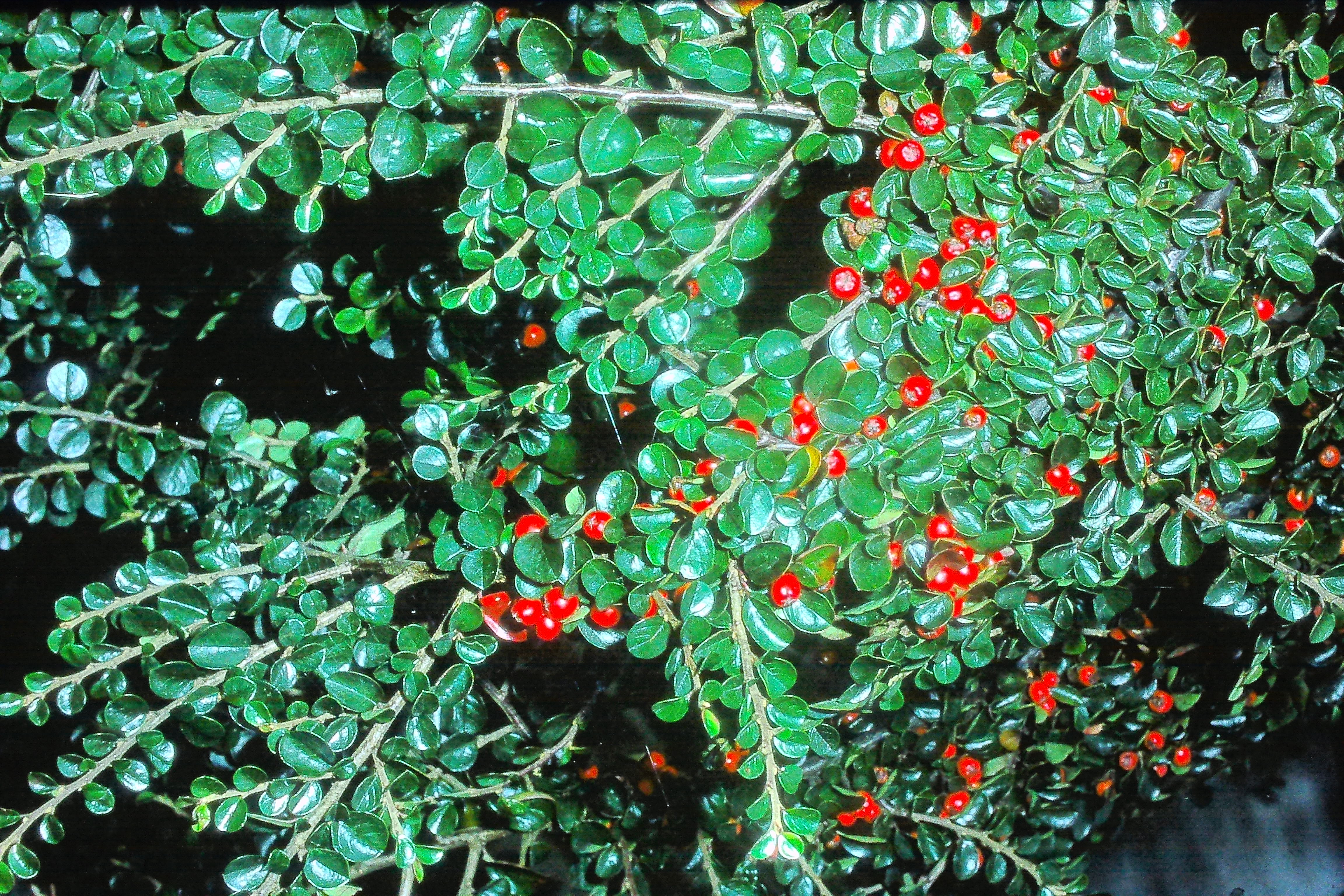 cotoneasterhorizontalisoct77rochesterPICT01241a