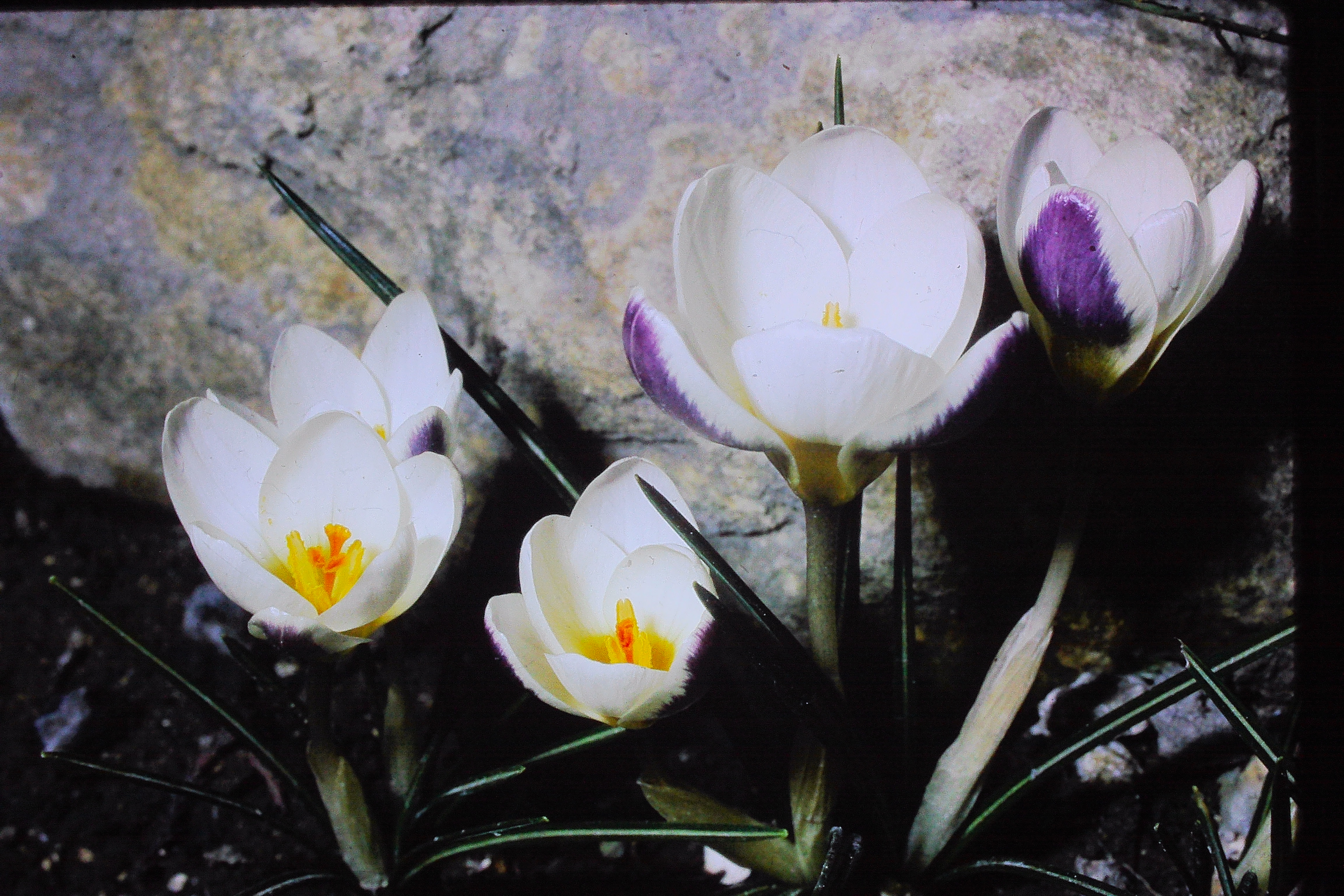 crocusbluebirdapr70PICT01268a