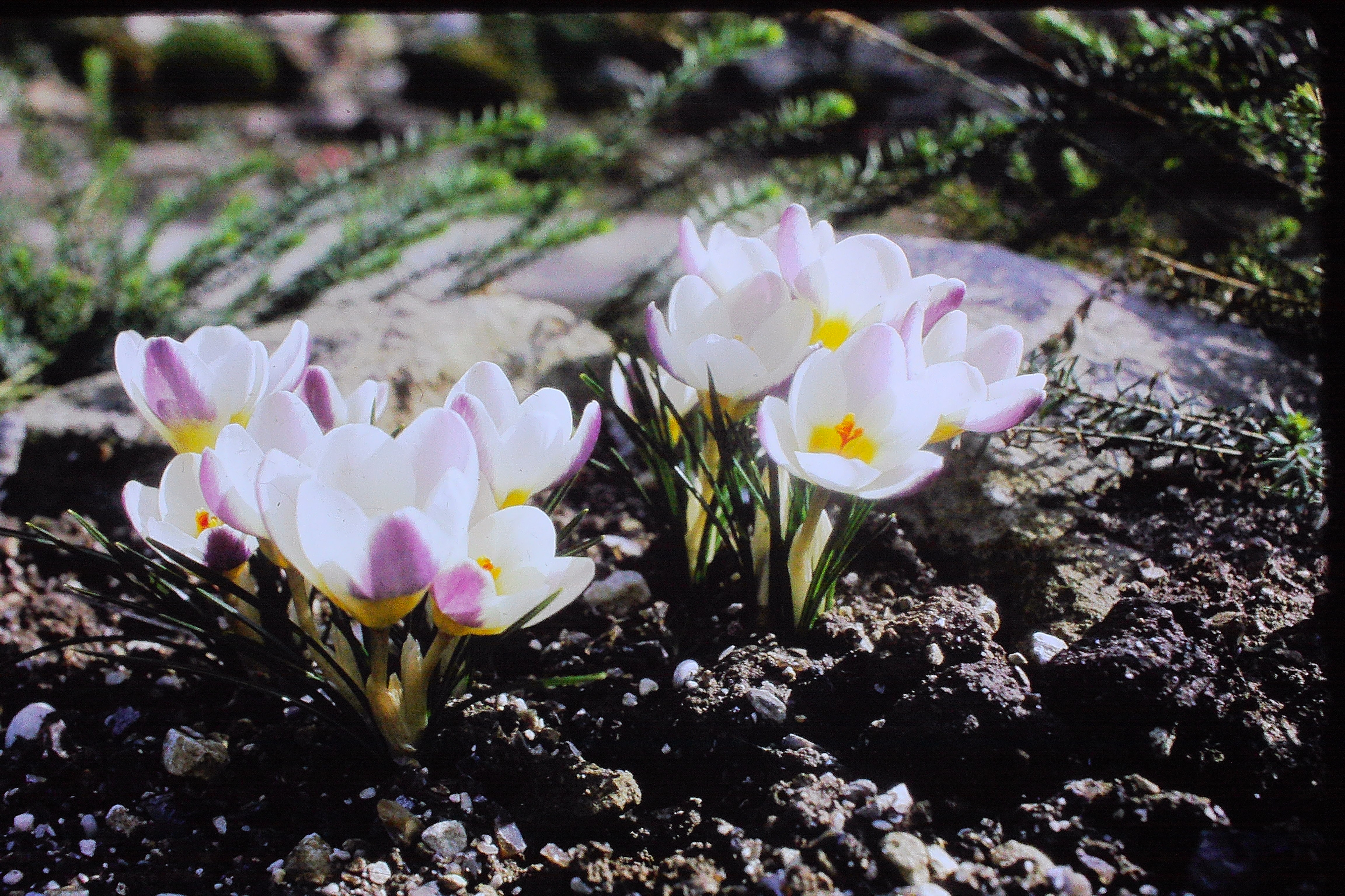 crocusbluebirdapr70PICT01275a