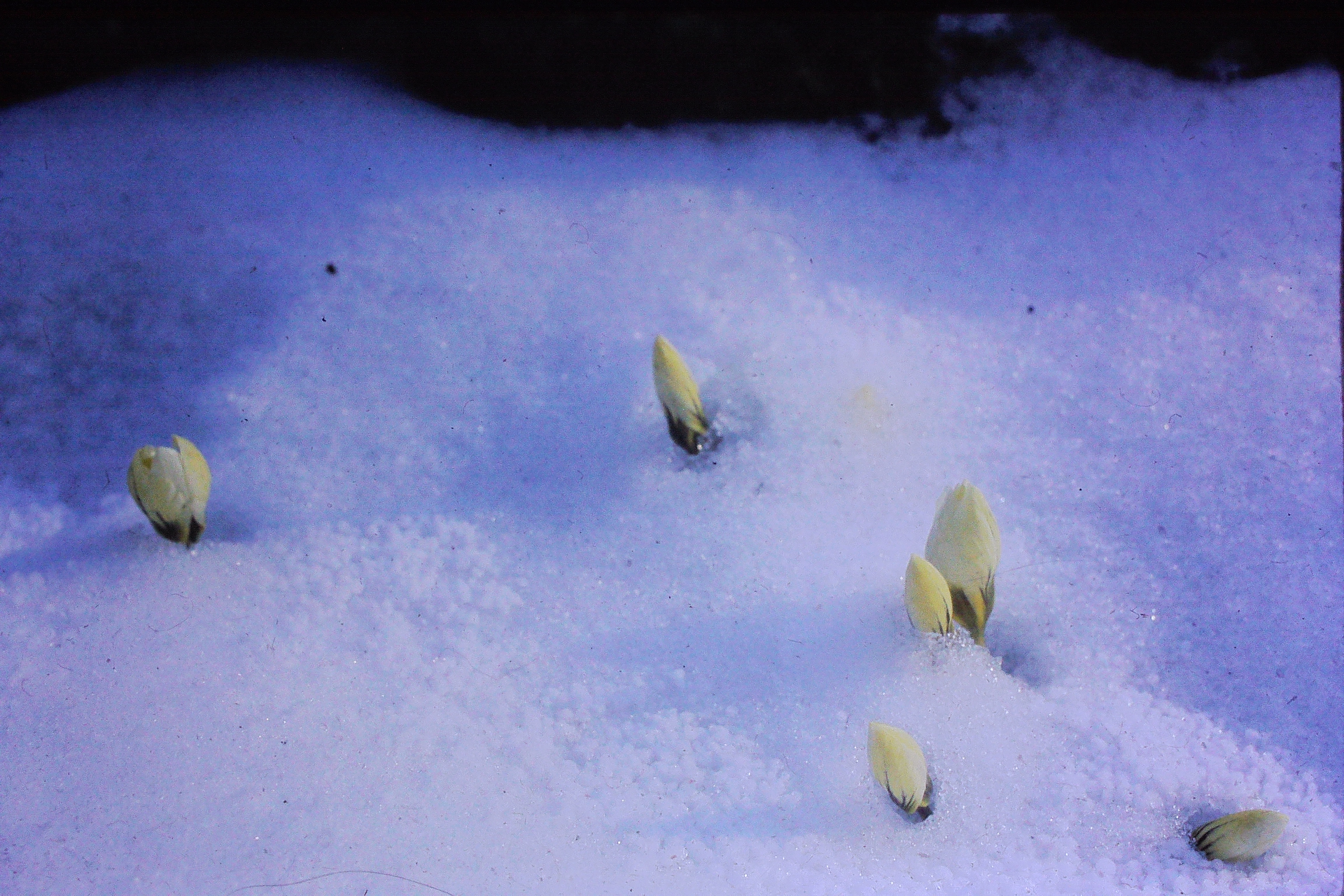 crocuschrysanthuseabowlesmar70crocuscomingupthroughsnowPICT01288a