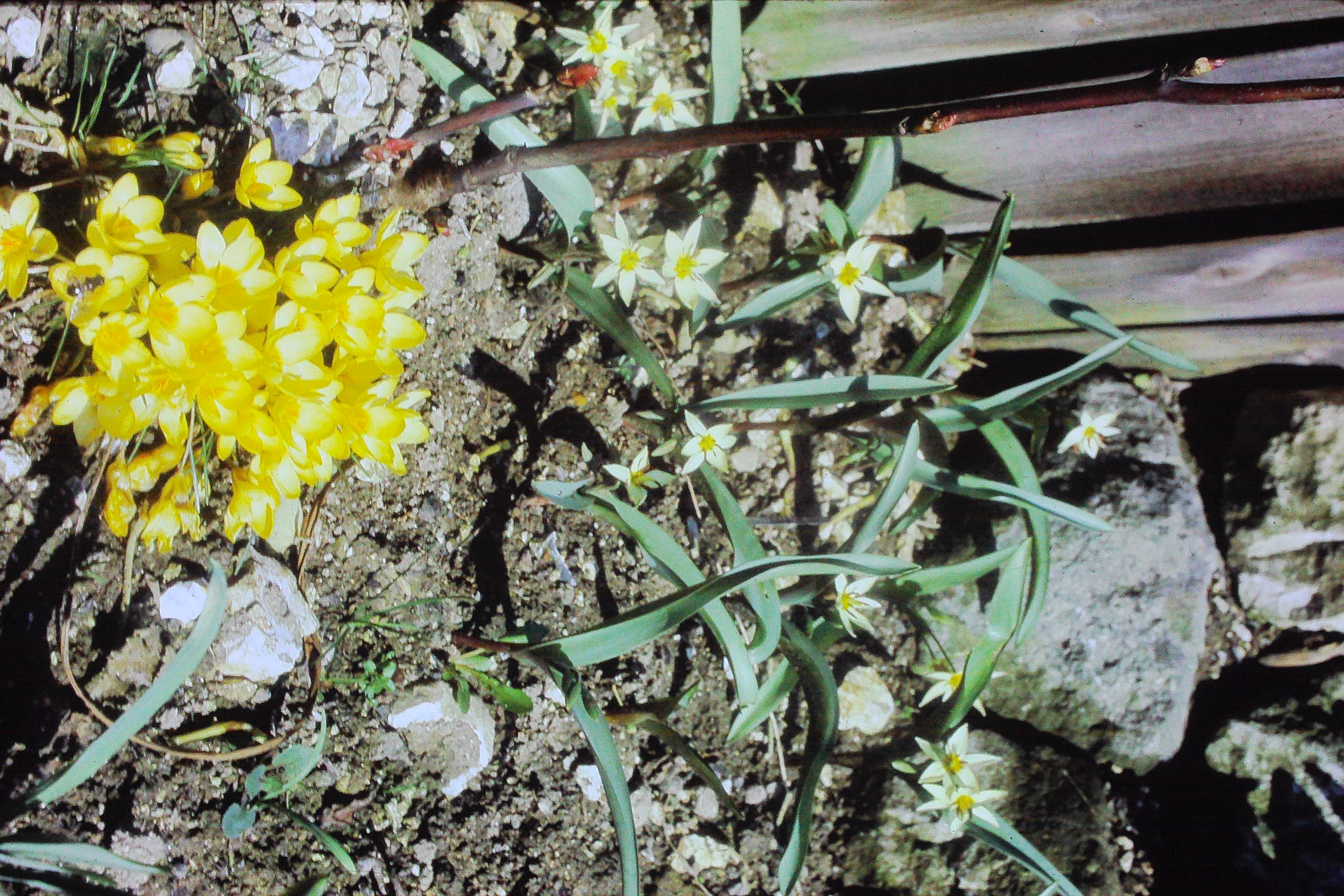 crocuschrysanthuseabowlesmar72tulipaturkestanicaPICT01285a