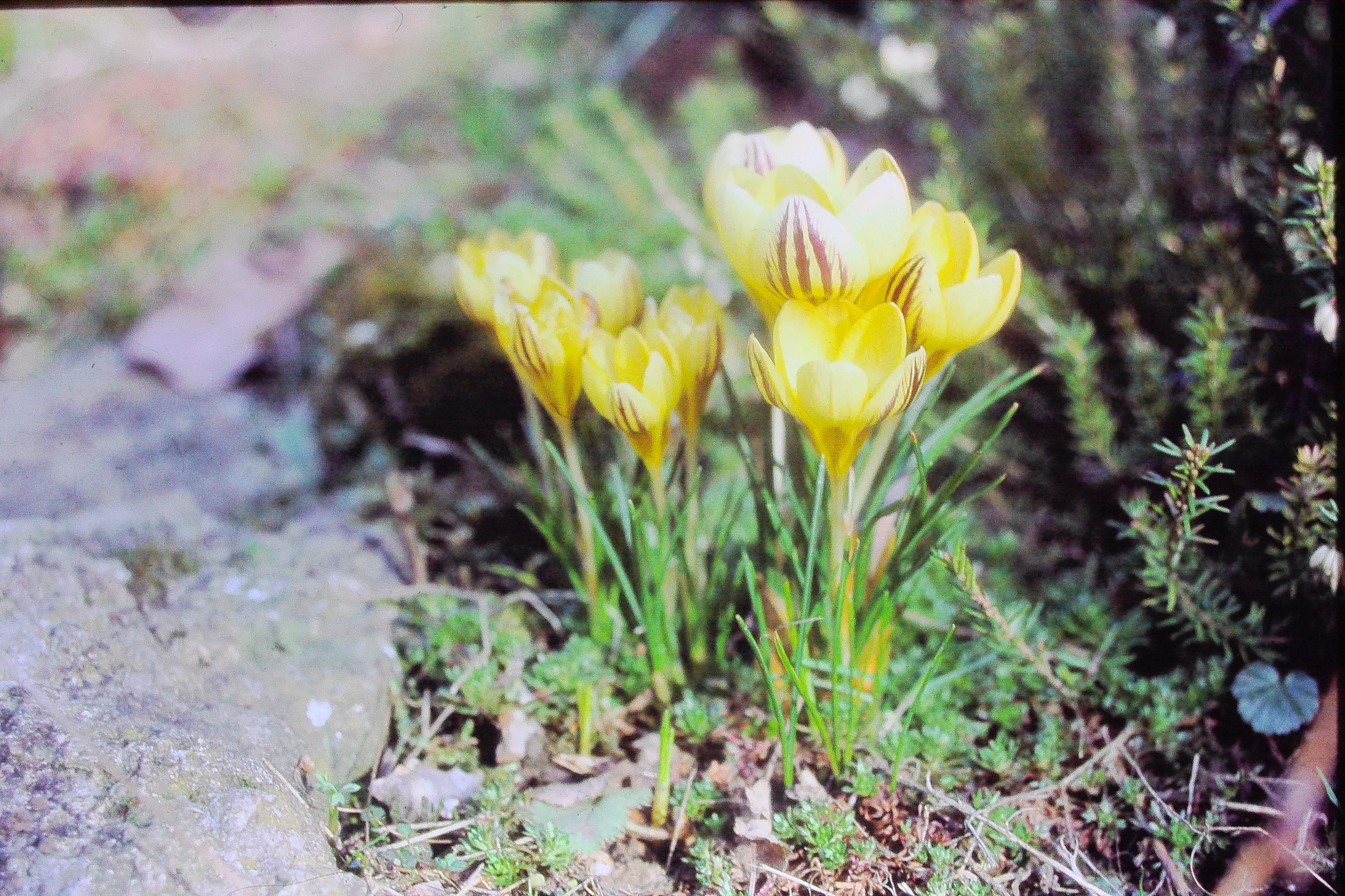 crocuschrysanthussaturnusmar85PICT01295a