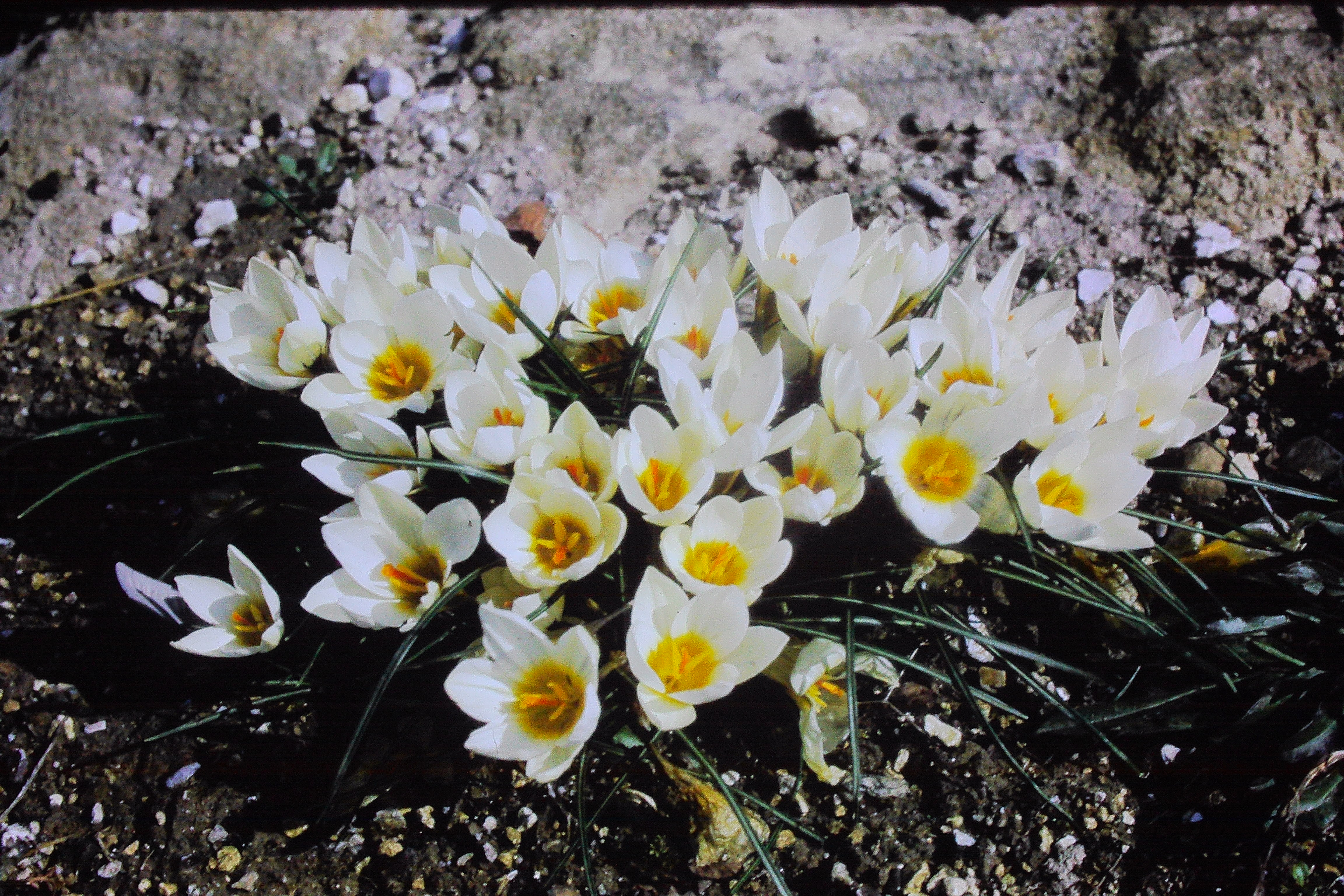 crocuschrysanthussnowbunting26470PICT01300