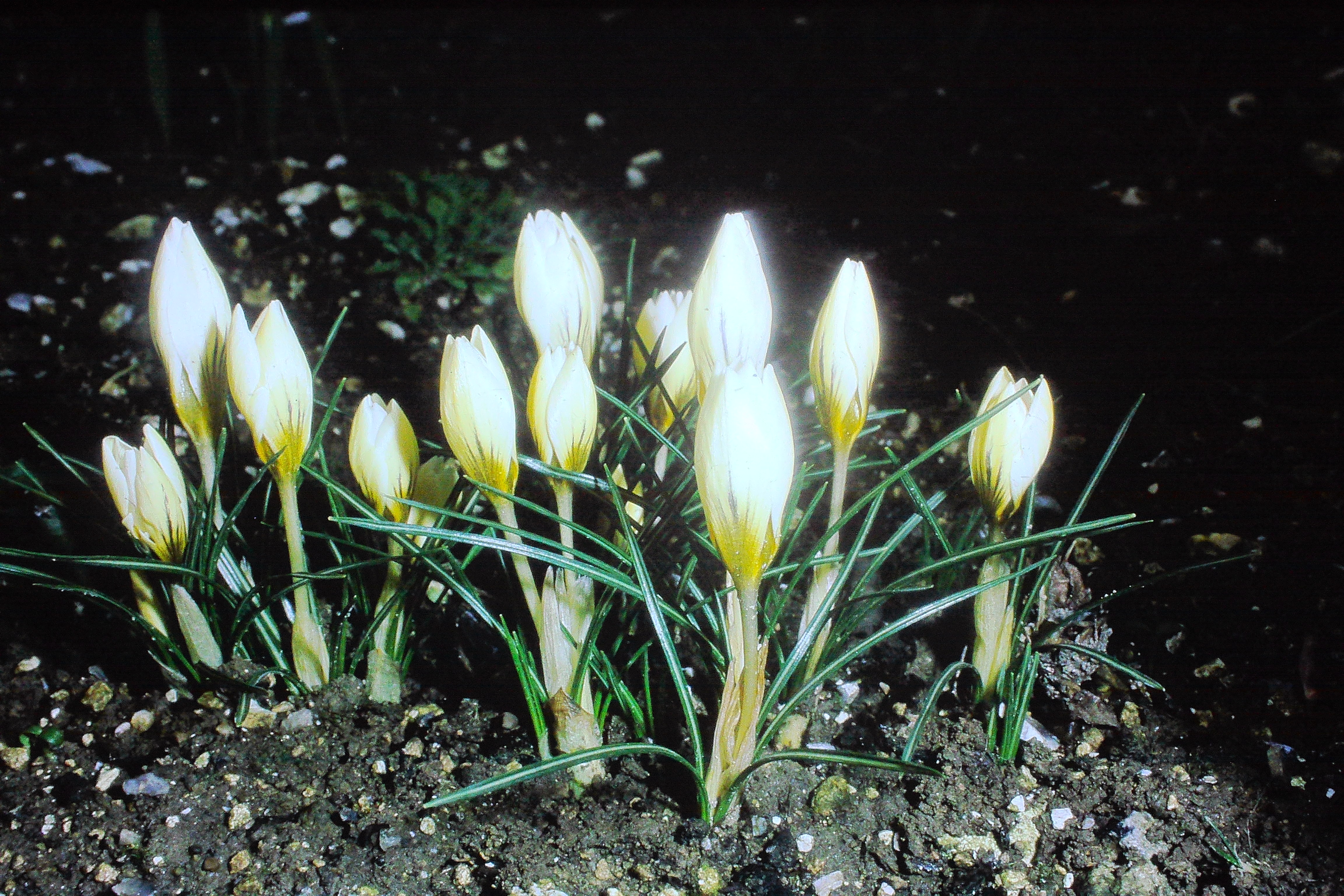 crocuschrysanthussnowbuntingmar70PICT01298