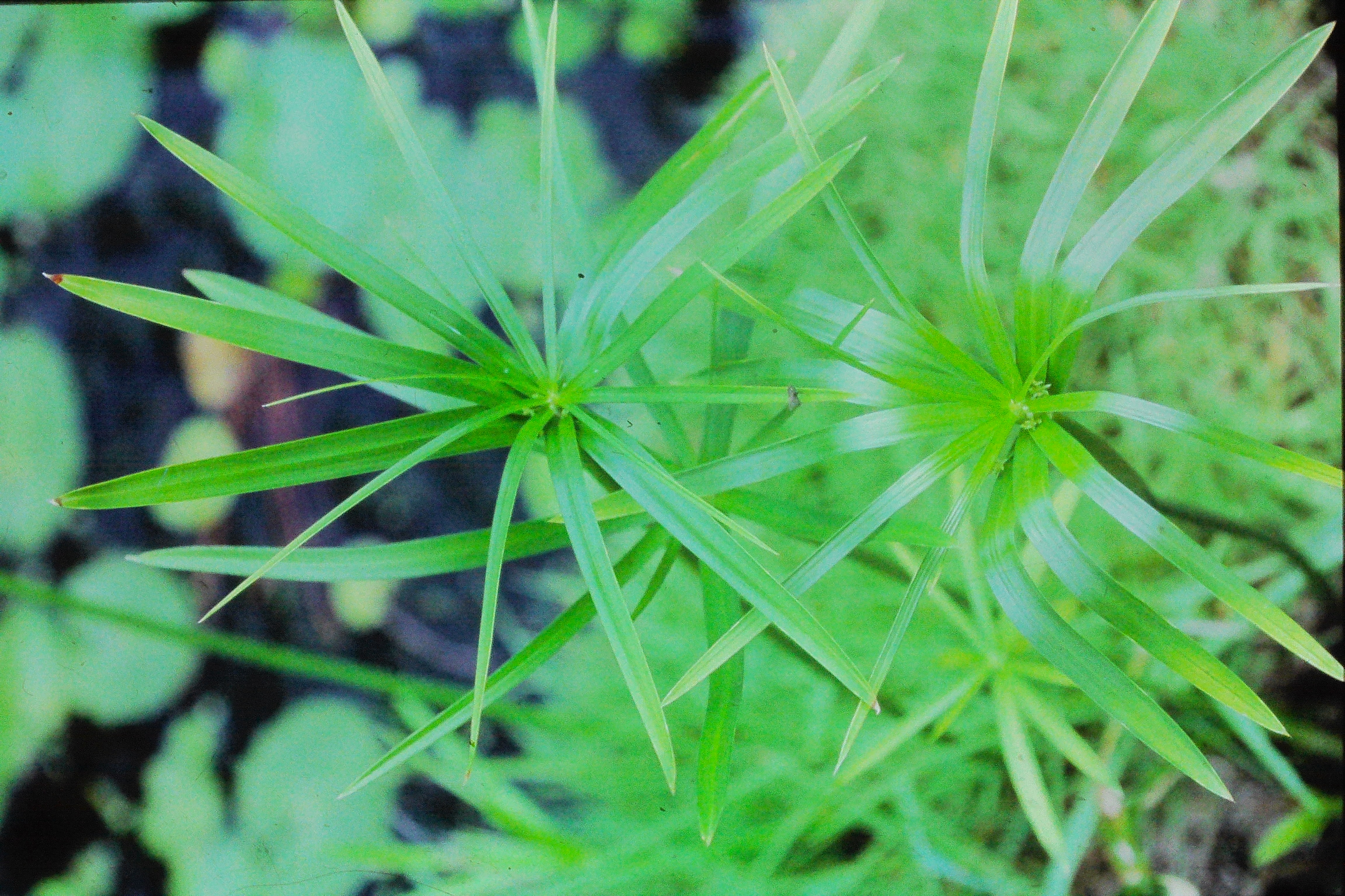 cyperusalternifoliusumbrellaplantPICT01408a