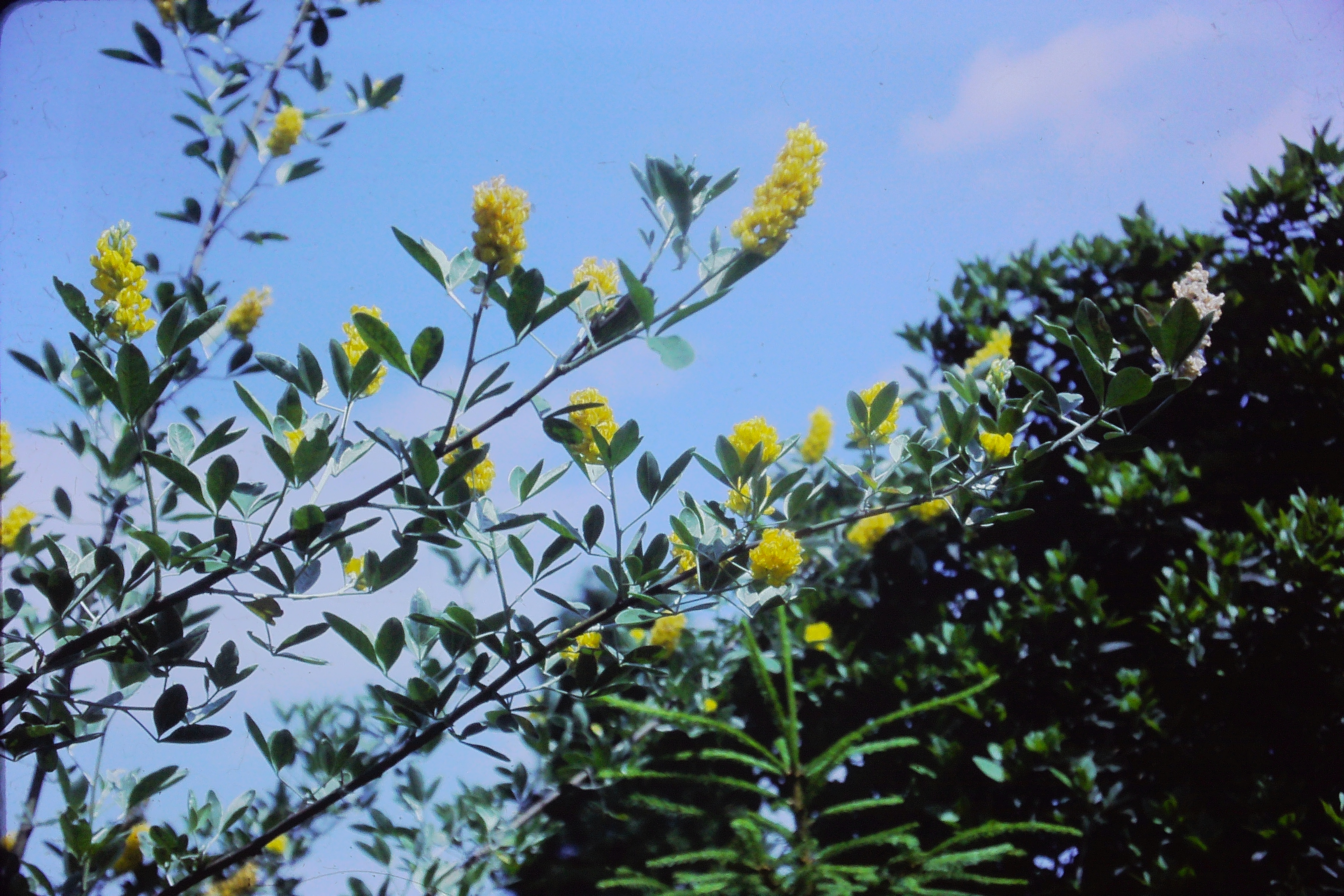 cytisusbattandieriPICT01380a