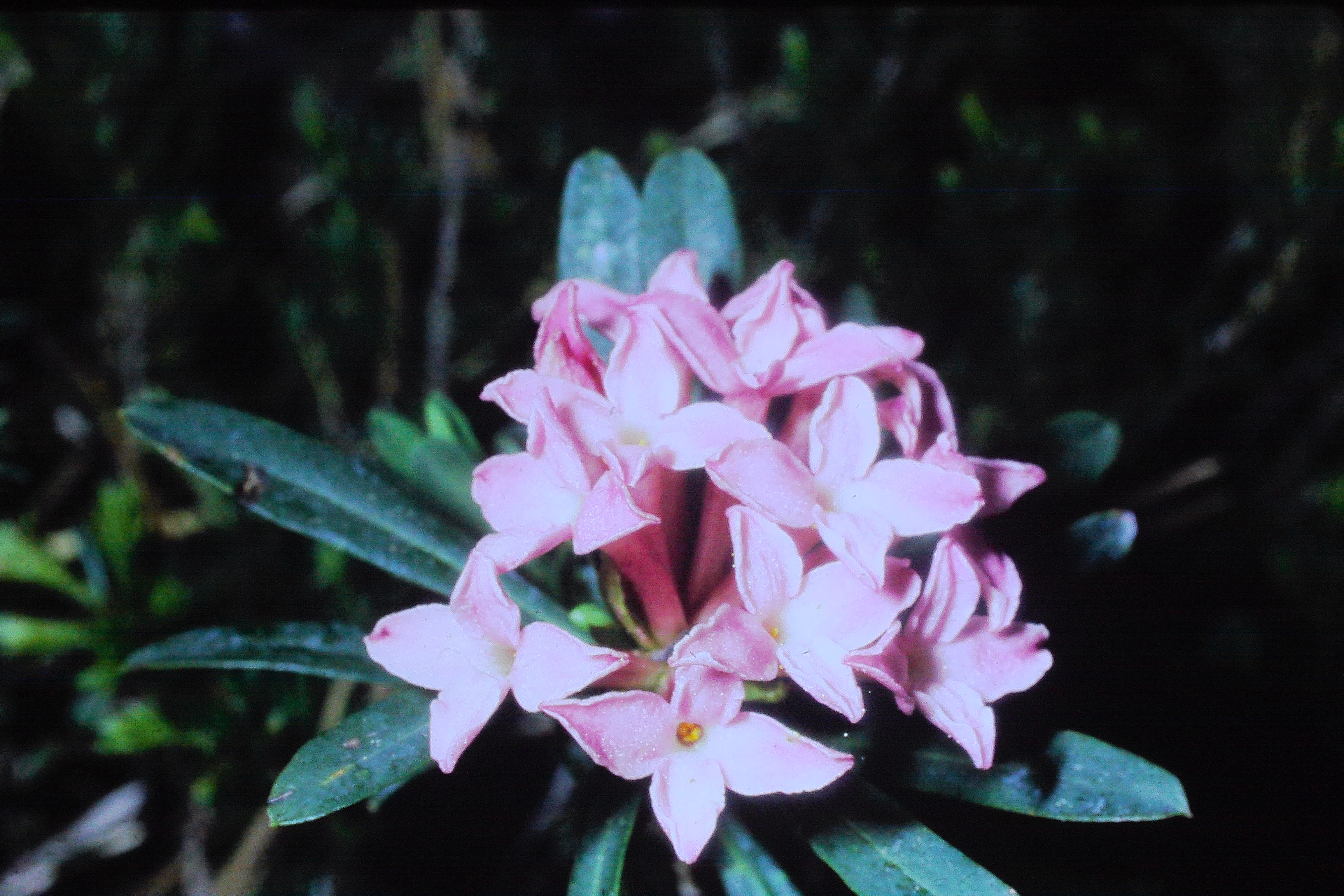 daphnecneorum20571liechensteinPICT01444a