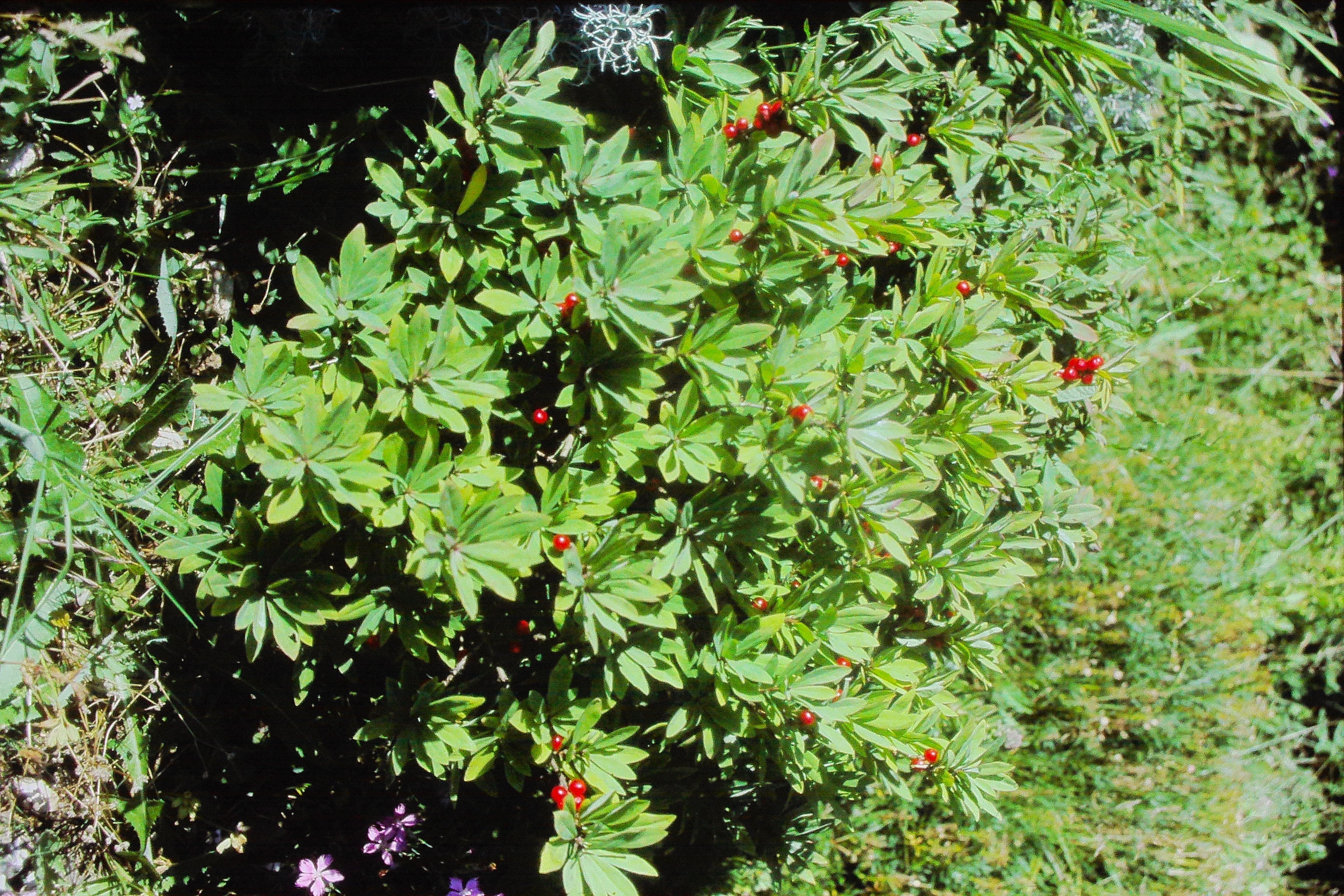 daphnemesereumberry0889PICT01460a