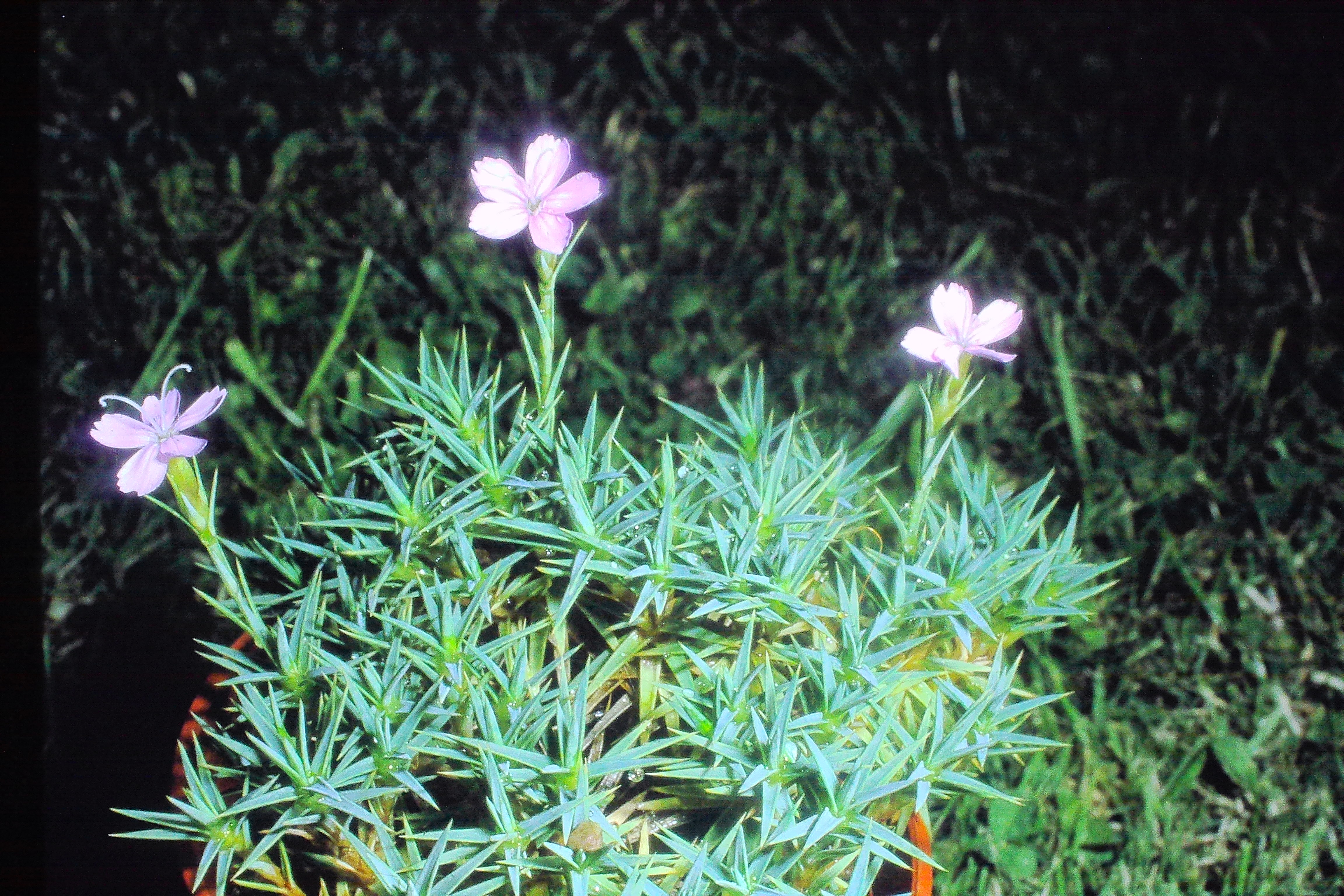 dianthuserinaceusPICT01496a