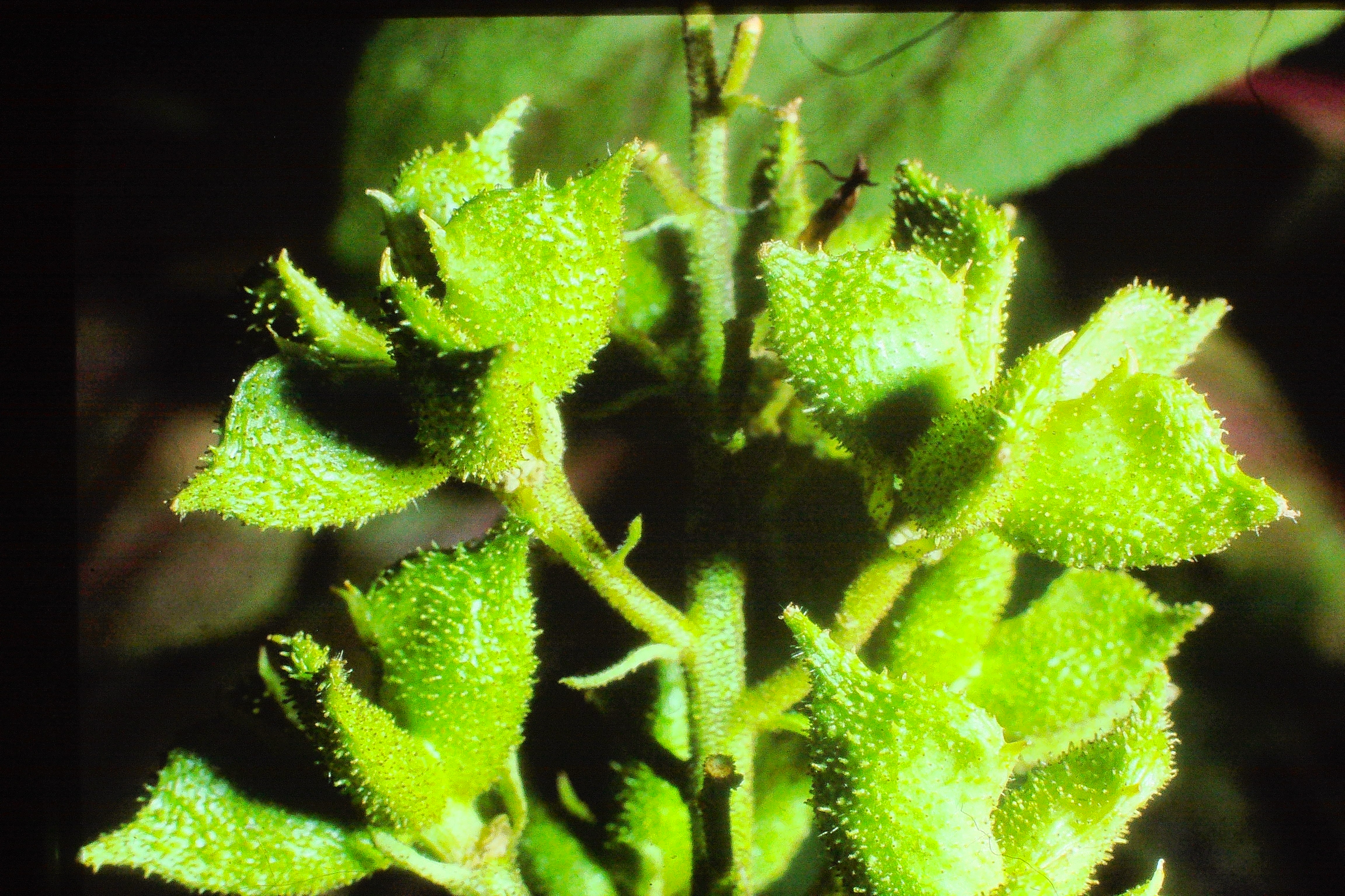dictamnusalbus260697PICT01515a