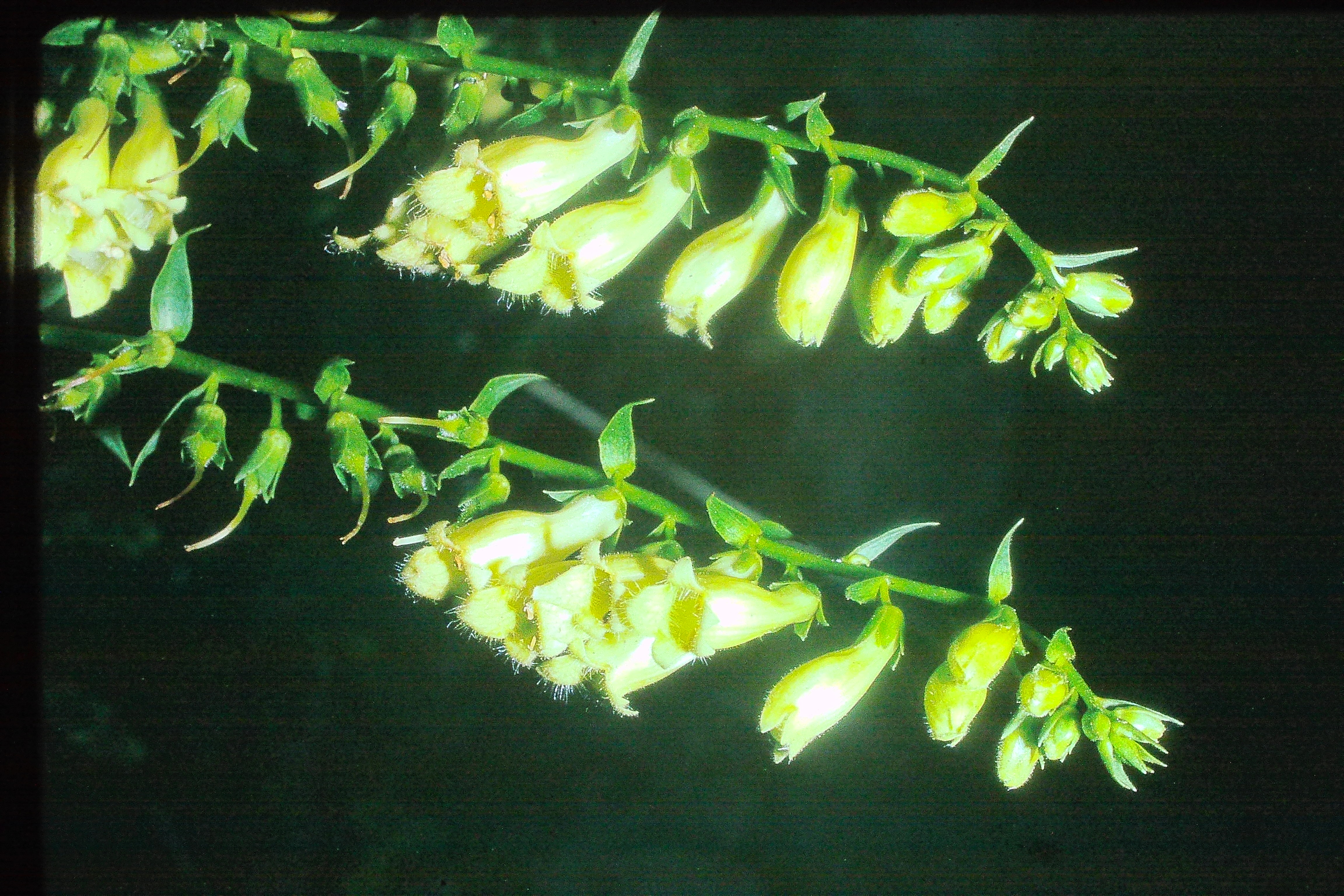 digitalisluteasep66PICT01527a