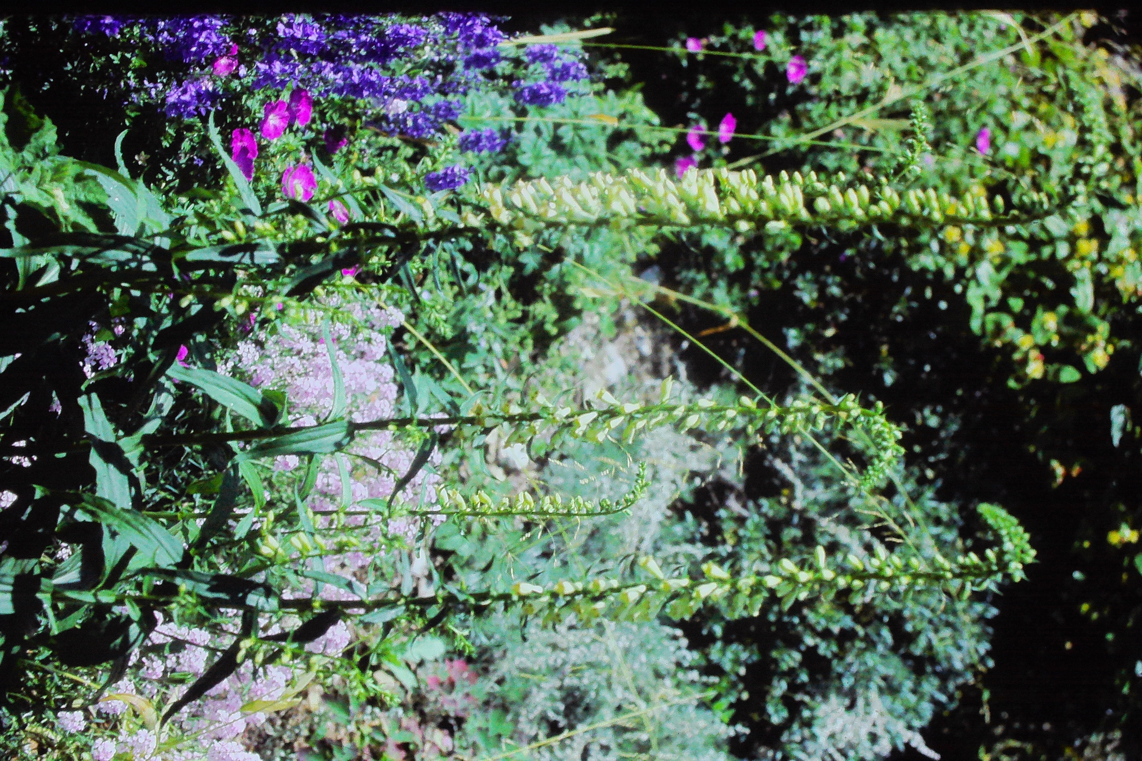 digitalisluteaxpurpureajun83PICT01531a