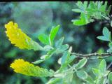 rrcPICT01369indexcytisusbattandieri0690foord