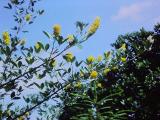 rrcPICT01380indexcytisusbattandierifoord