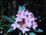 rrcPICT01444indexdaphnecneorum20571inliechensteinfoord