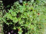 rrcPICT01460indexdaphnemesereumberry0889foord