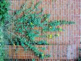 rrcPICT01481indexdendromeconrigida23570atwisleyfoord